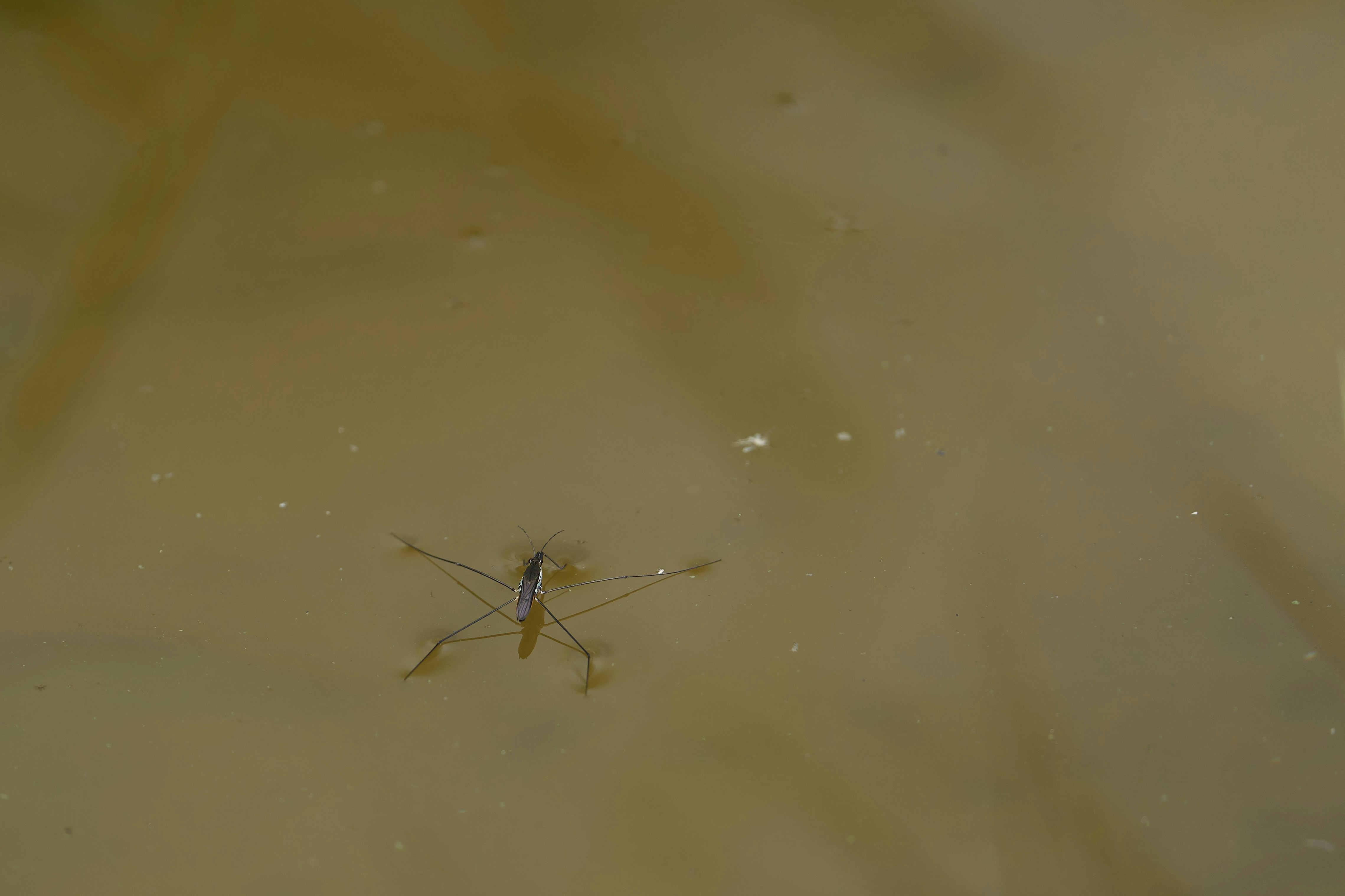 A small insect floating on top of a body of water photo – Free Animal ...