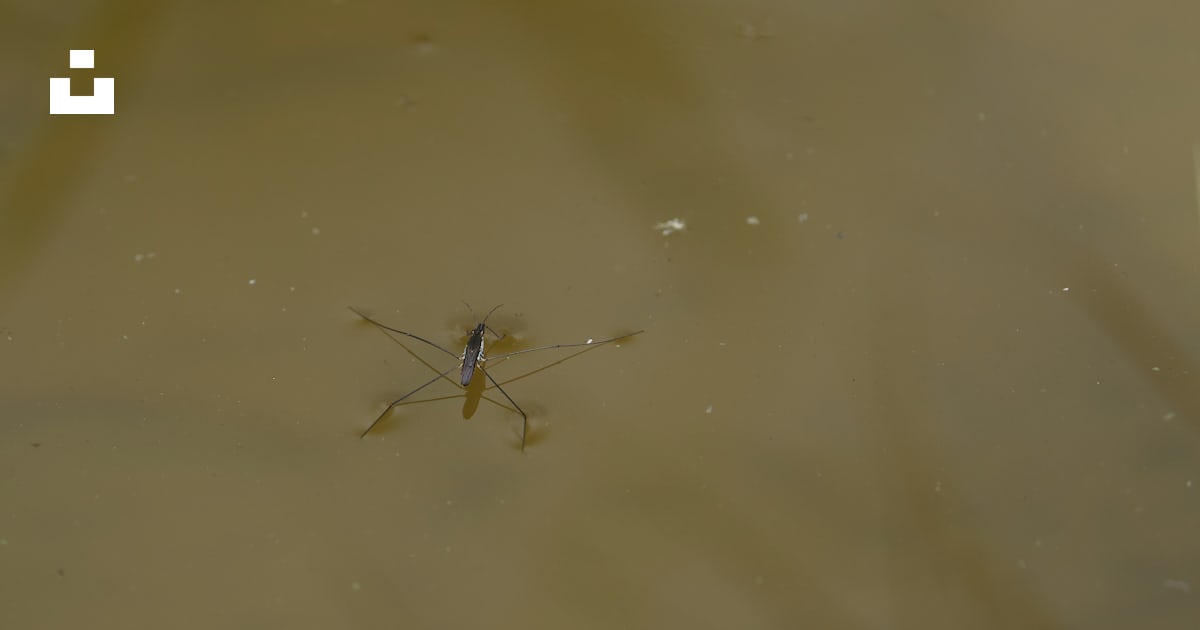 A small insect floating on top of a body of water photo – Free Animal ...