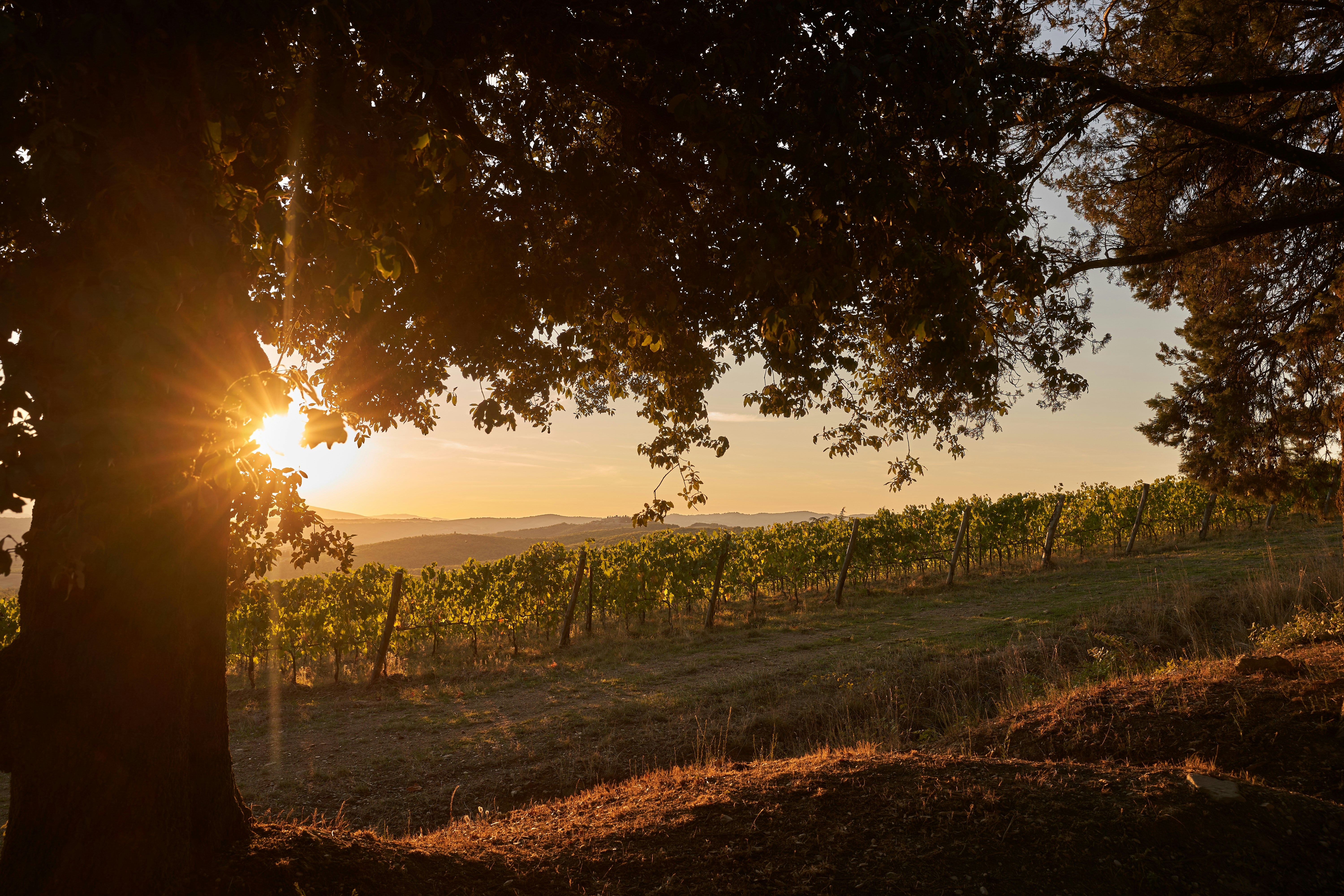 Photo by wolfgang_hasselmann