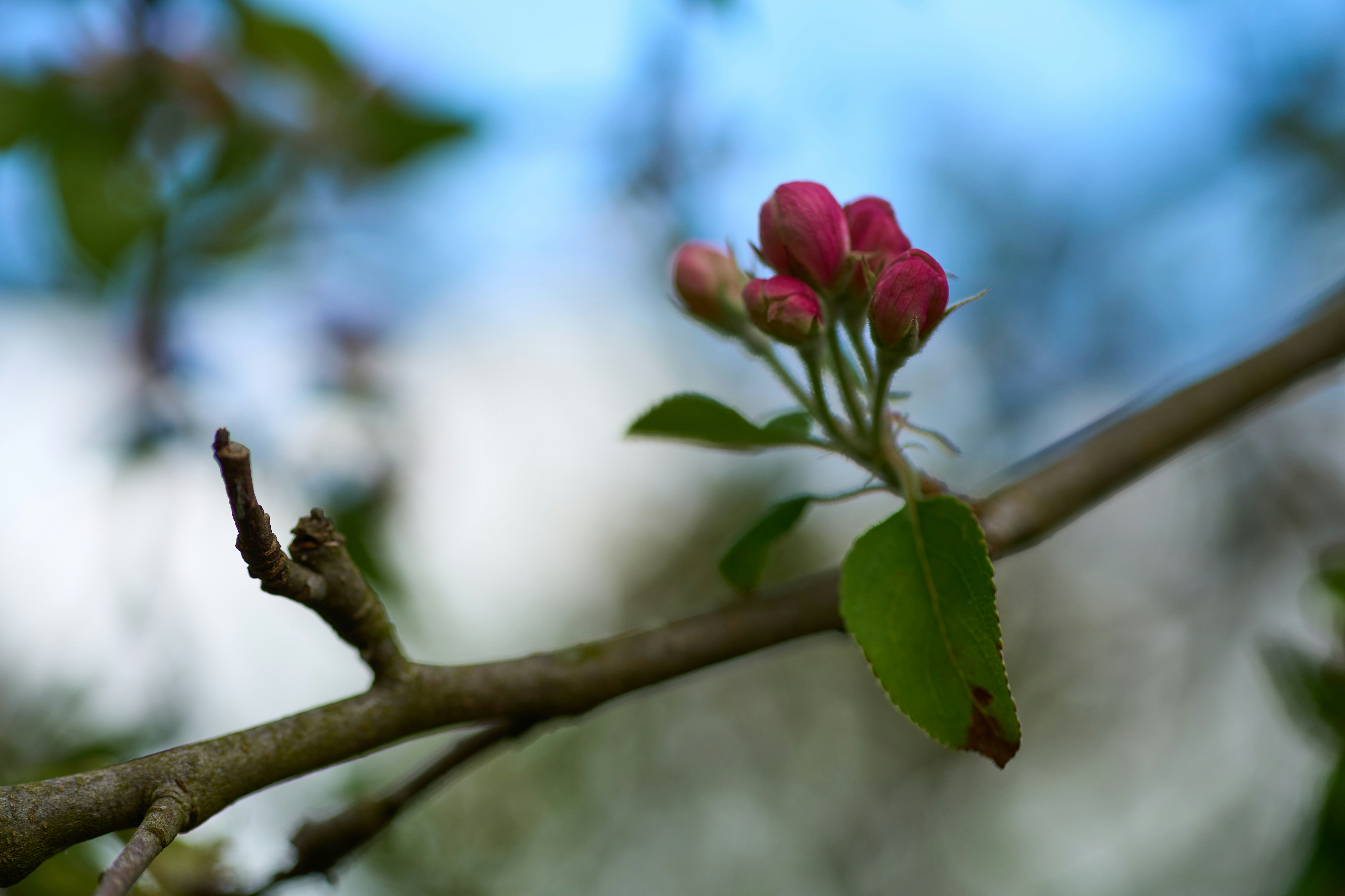 Photo by wolfgang_hasselmann