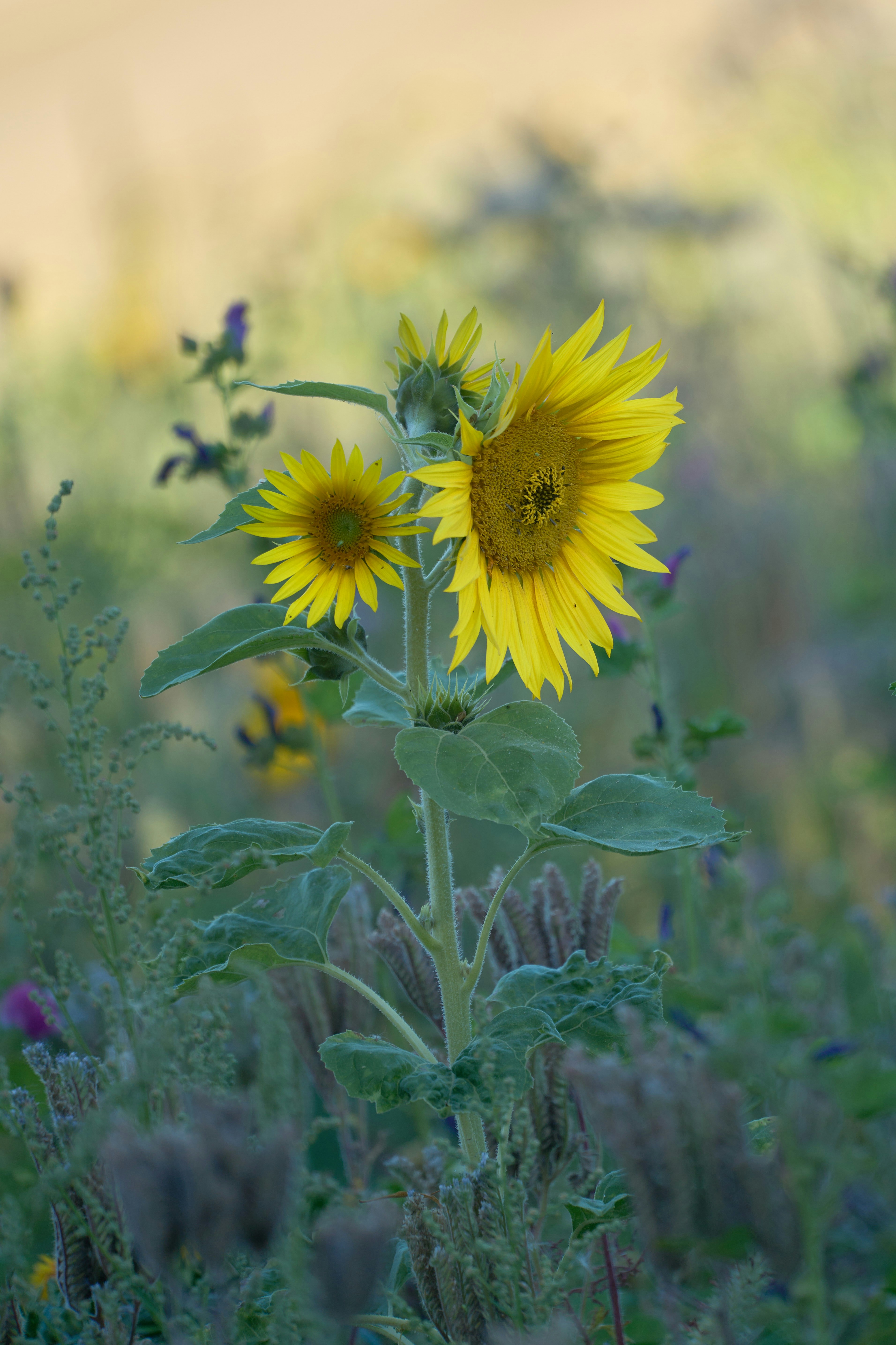 Photo by wolfgang_hasselmann