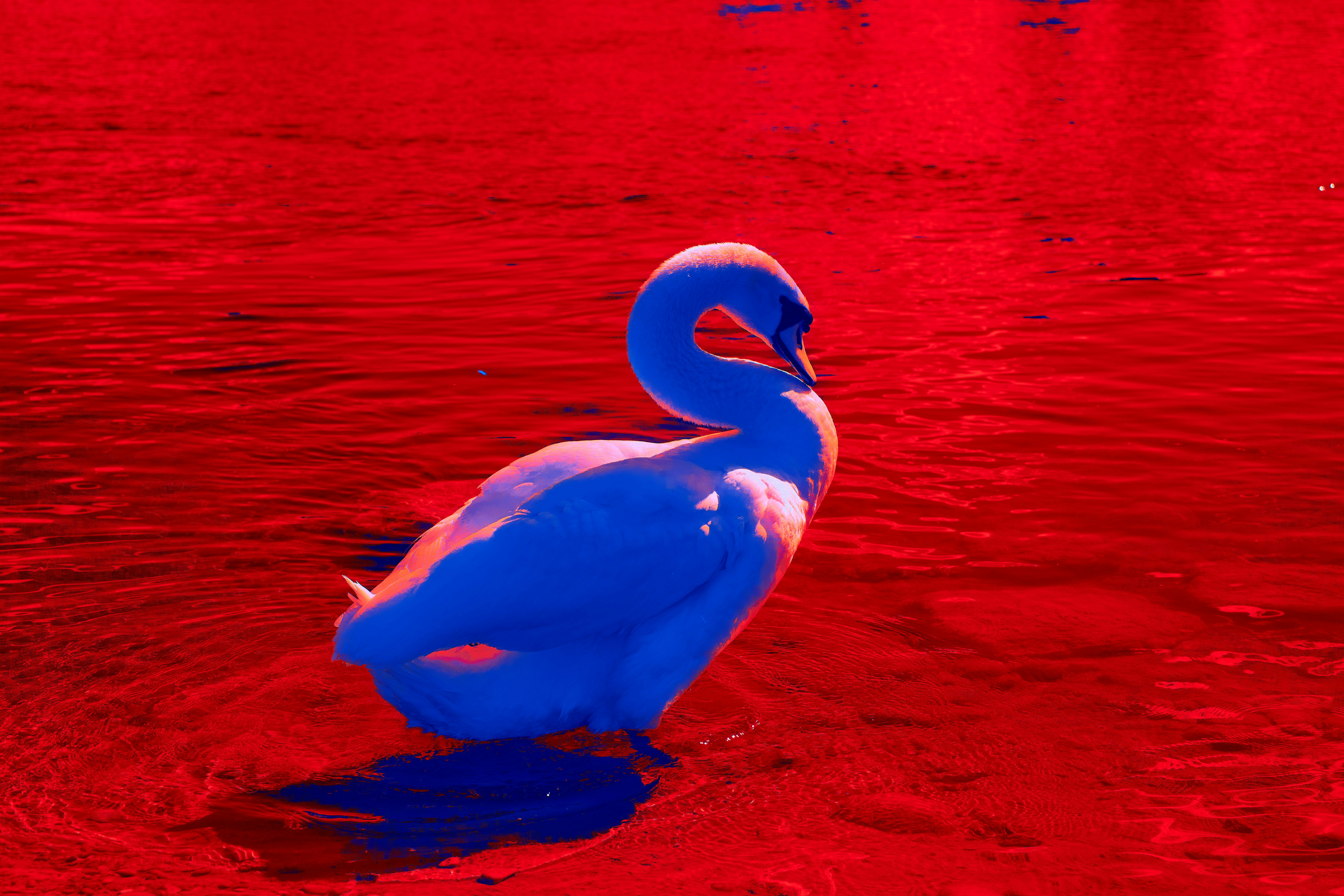 Photo by wolfgang_hasselmann