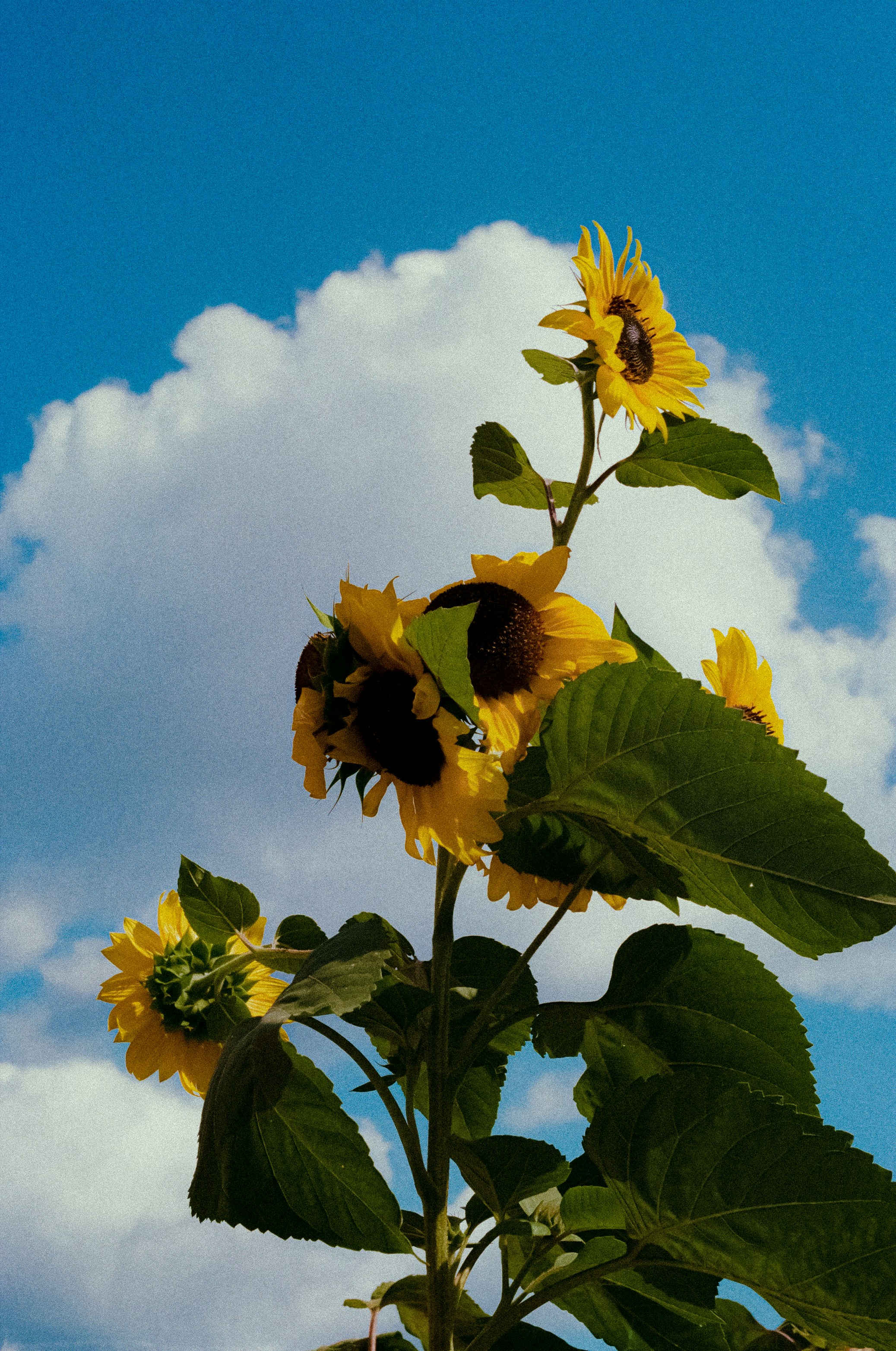 Photo by linusbelanger