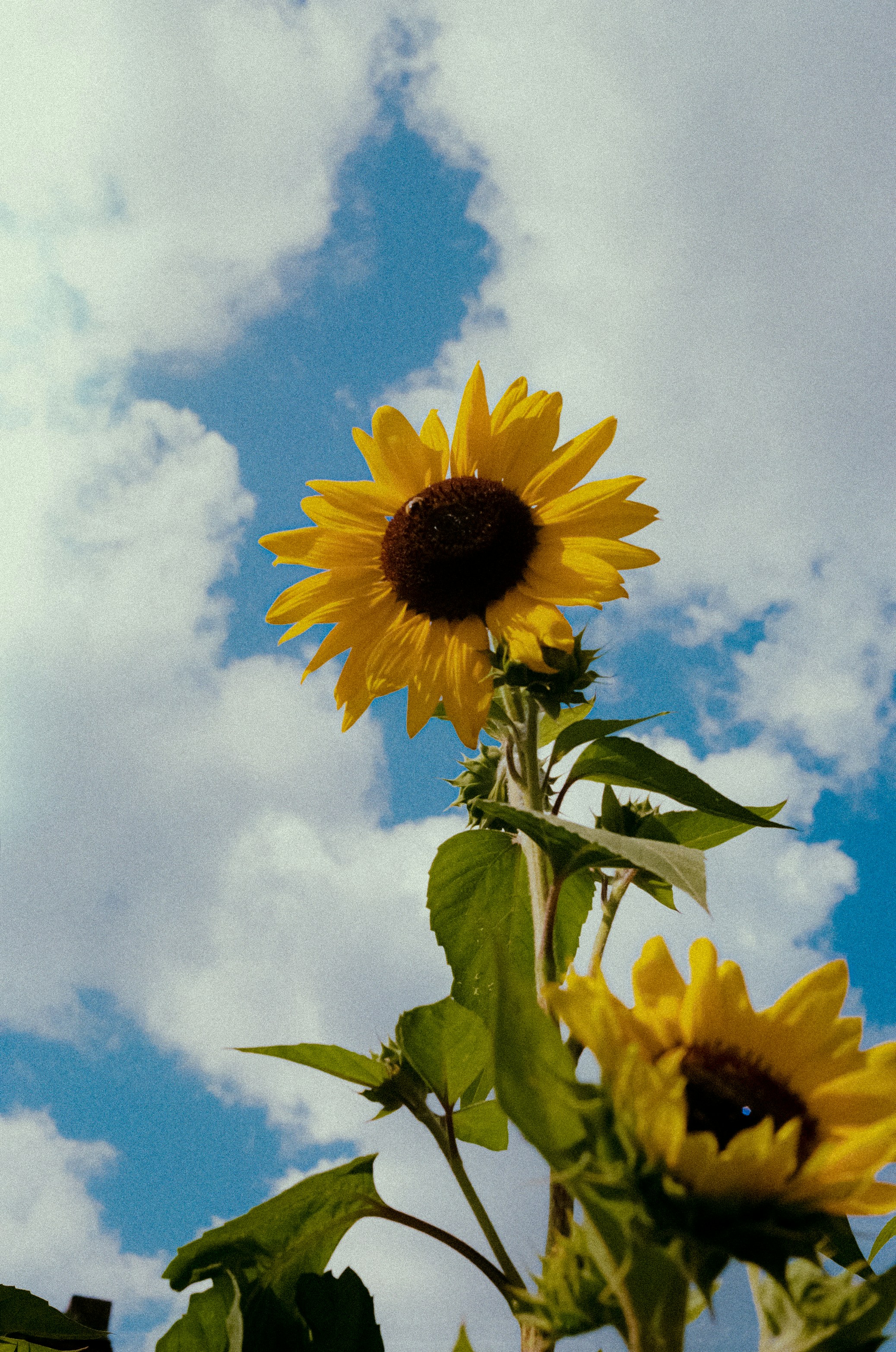 Photo by linusbelanger