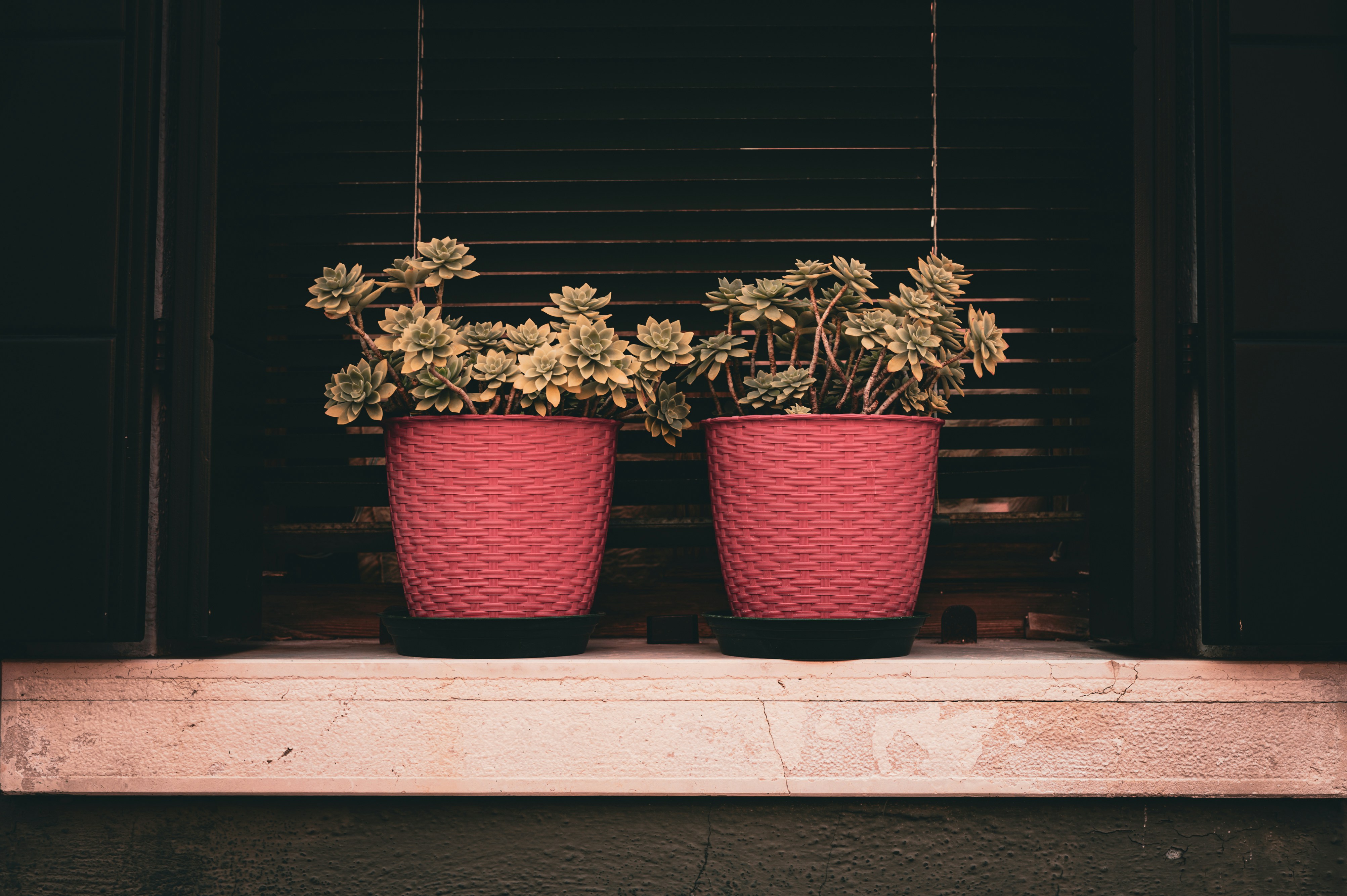 Two potted plants sitting on a window sill photo – Free Texture Image ...