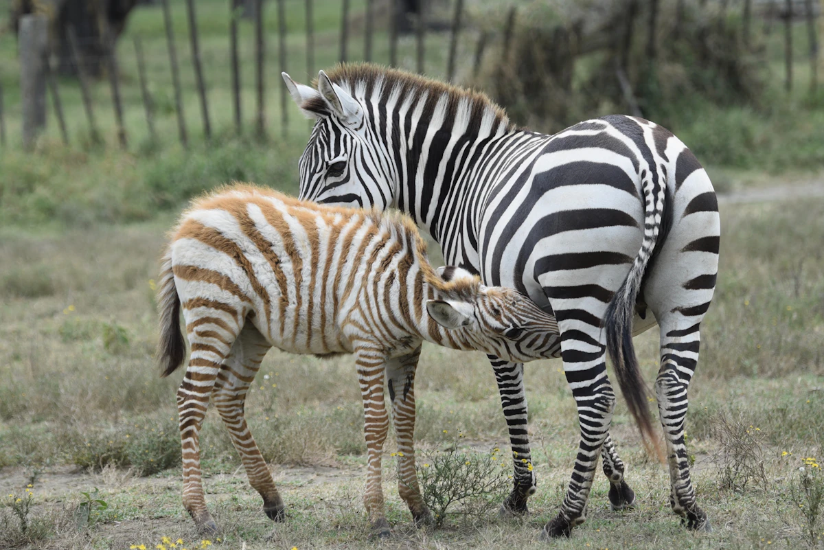 Zebra mare and foal grazing at Lake Naivasha, one of the best day trips from Nairobi