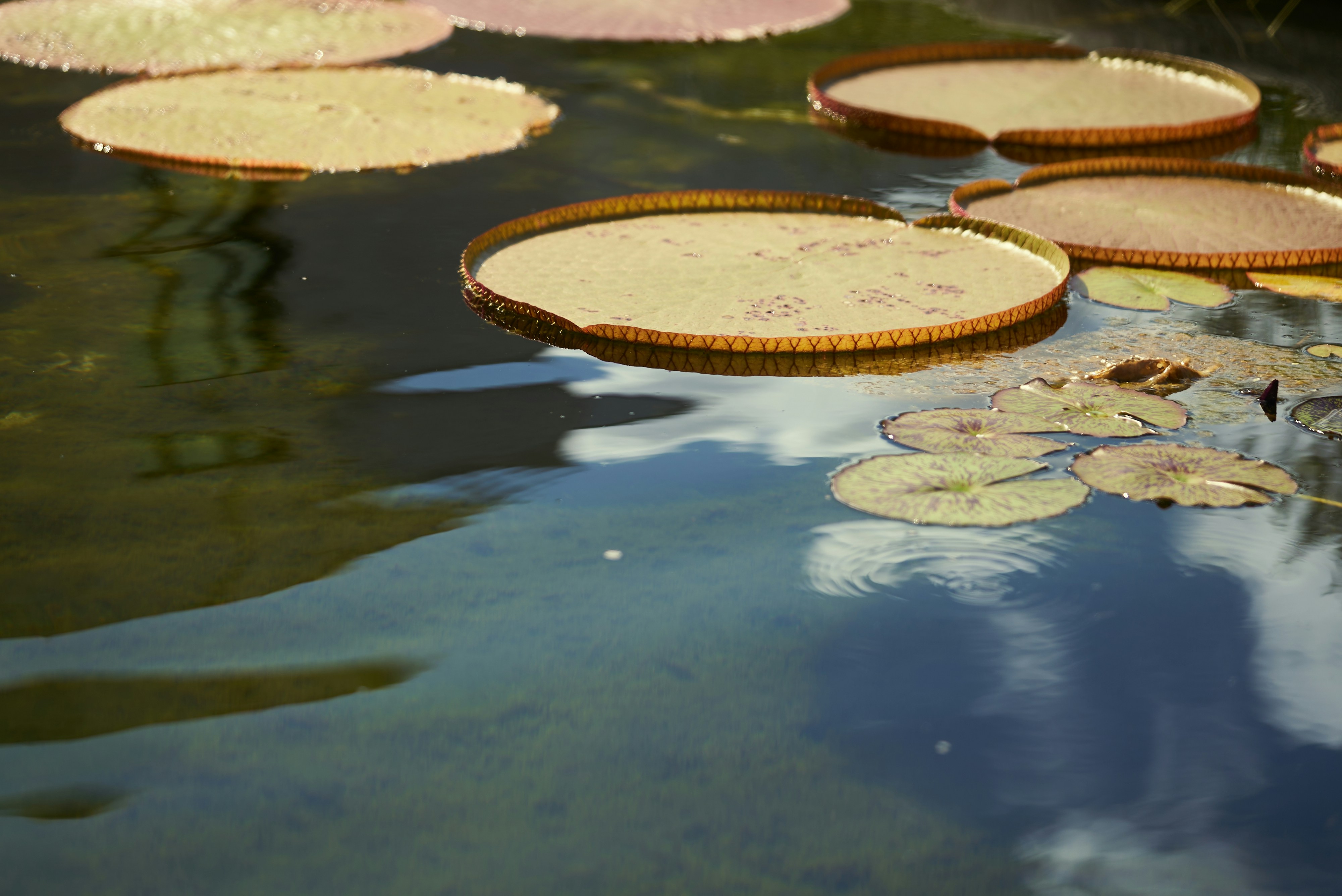 Photo by norajanelong