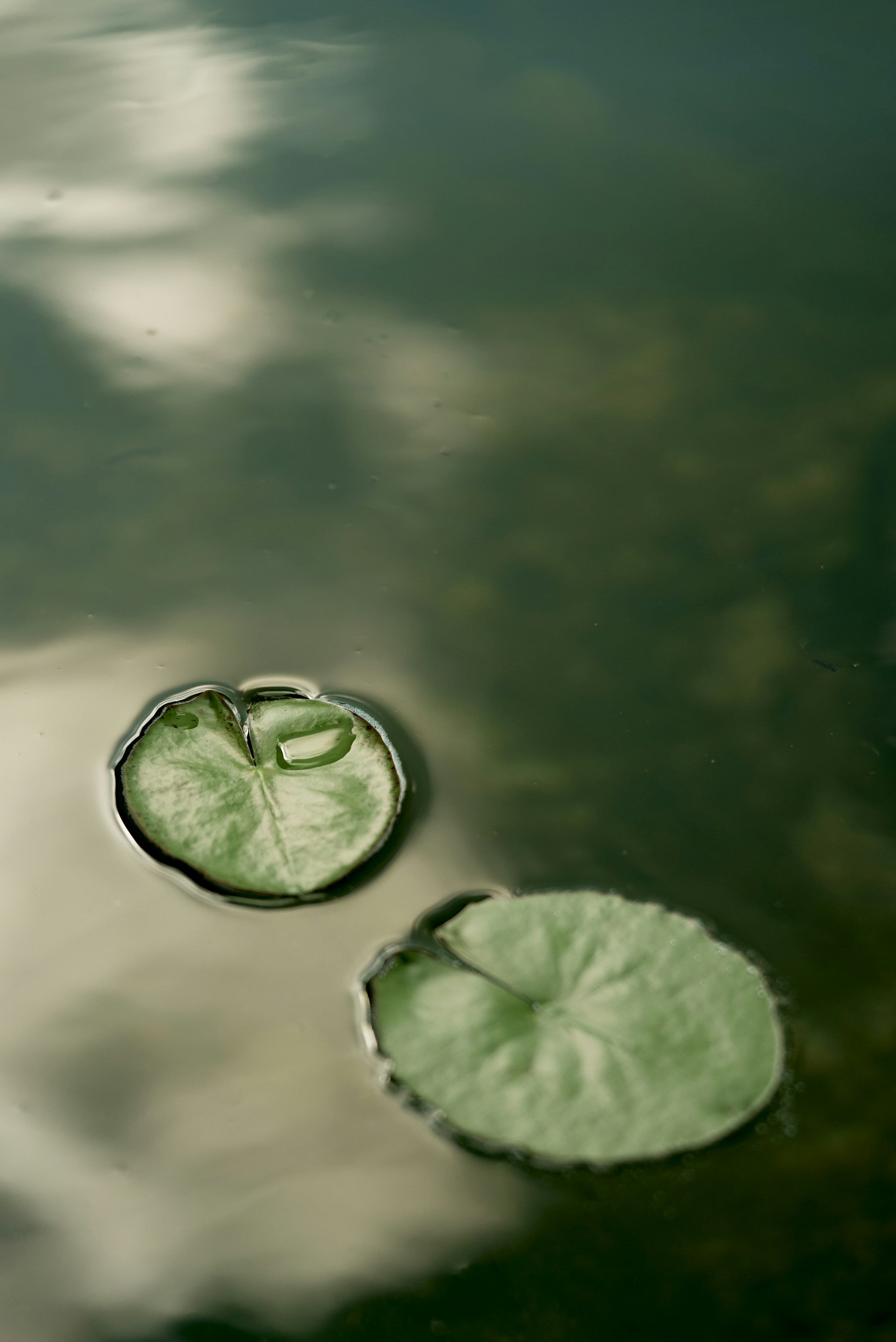 Photo by norajanelong