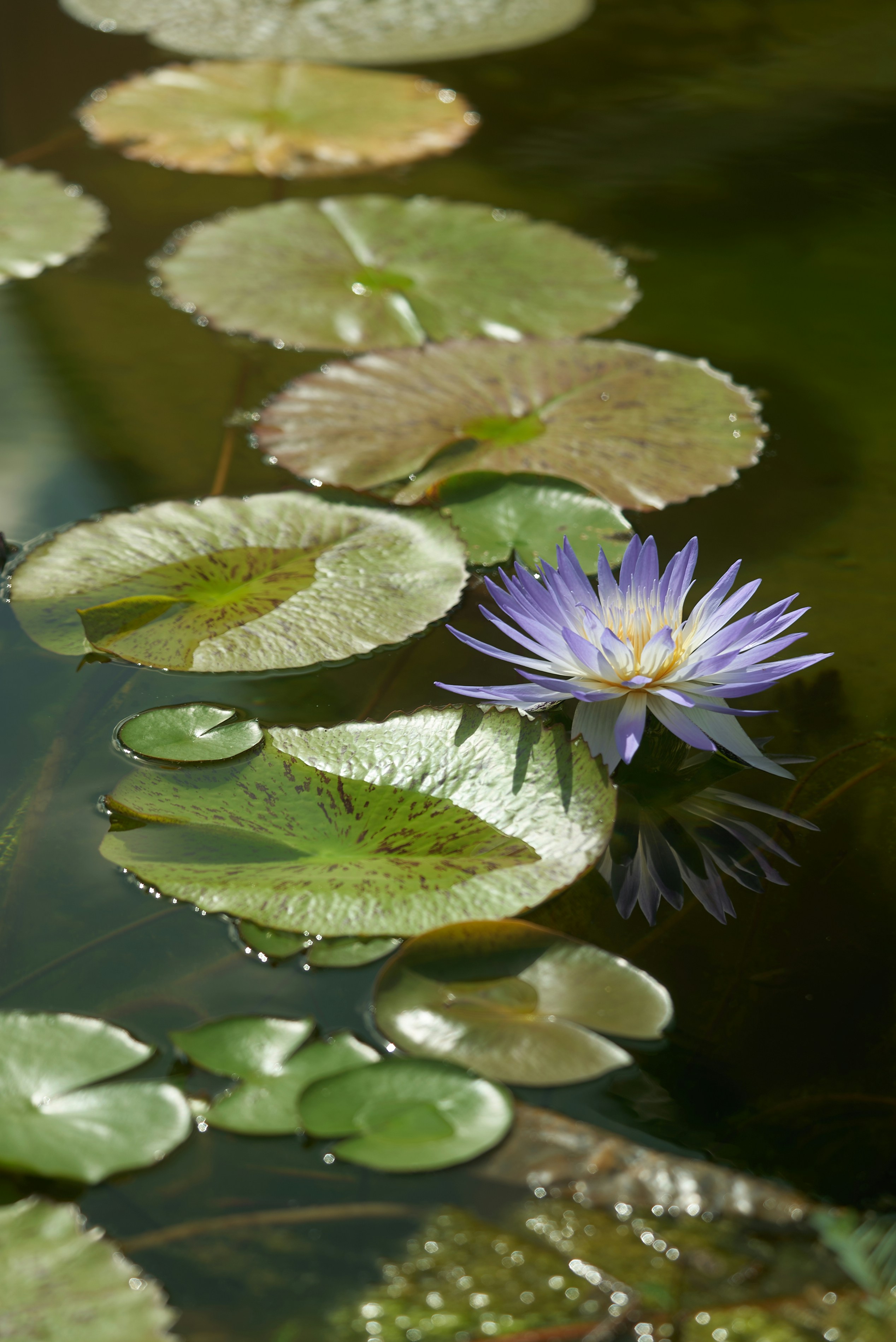 A purple flower sitting on top of a green lily pad photo – Free Flower  Image on Unsplash, image size:3000x4491