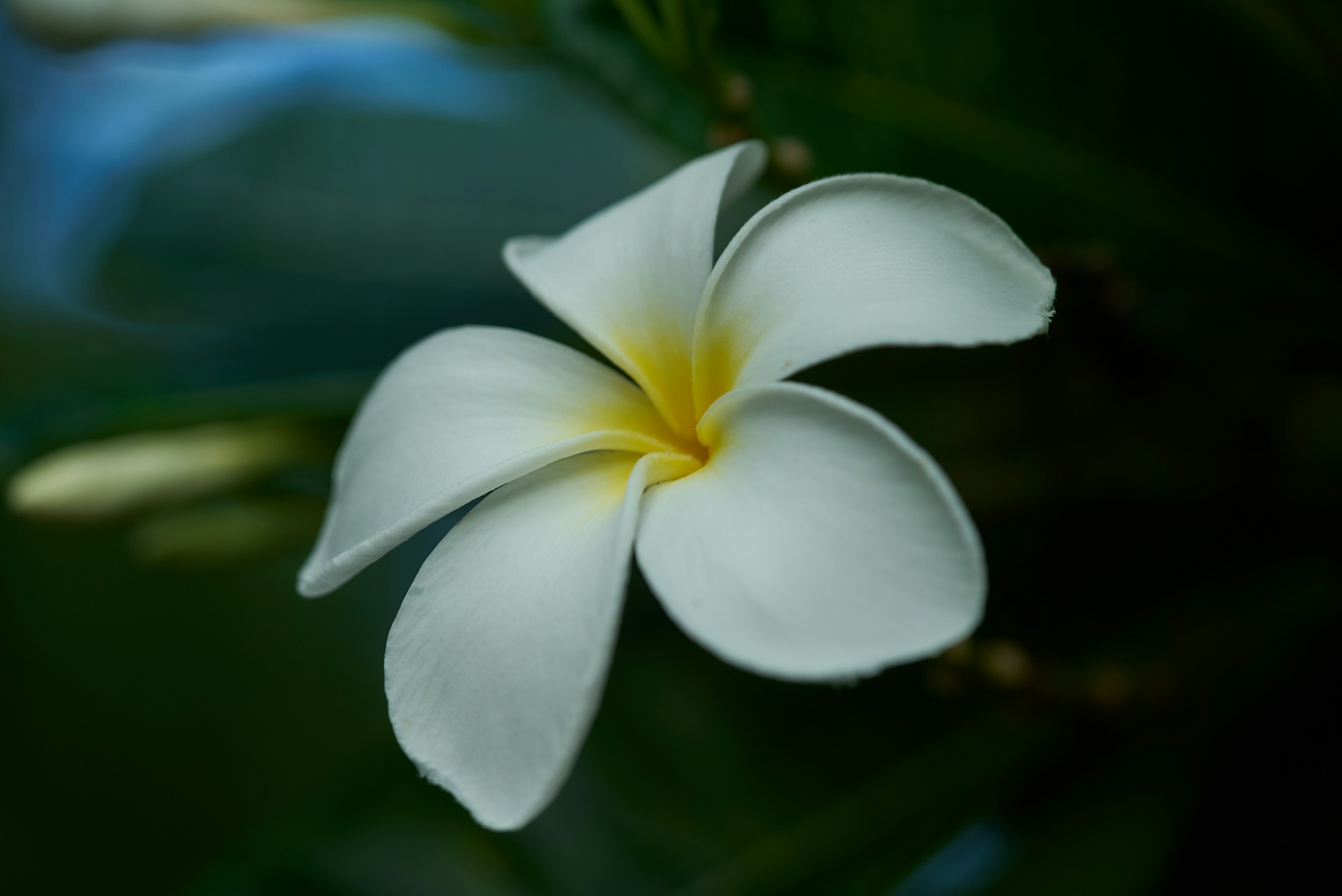 Photo by norajanelong