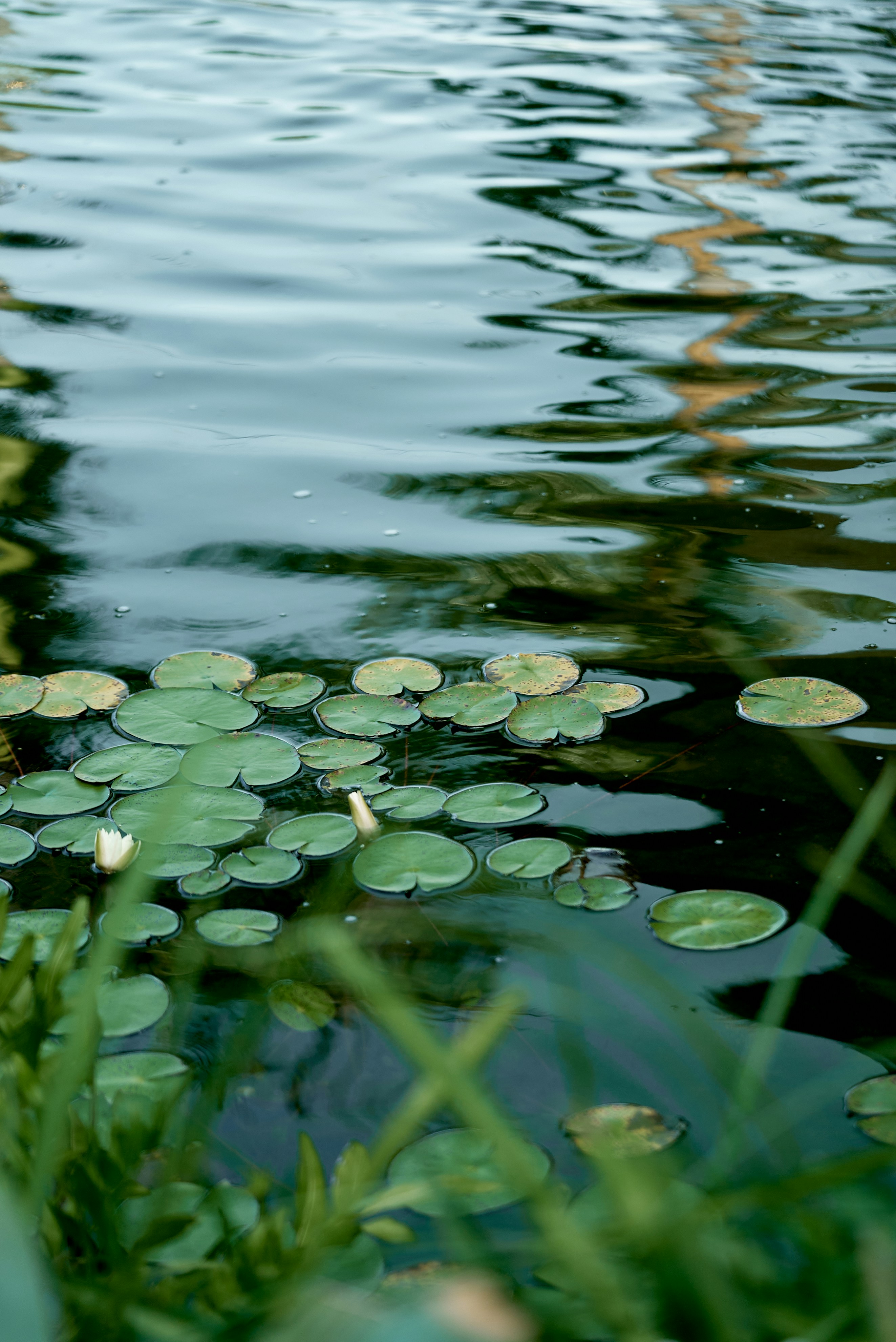 Photo by norajanelong