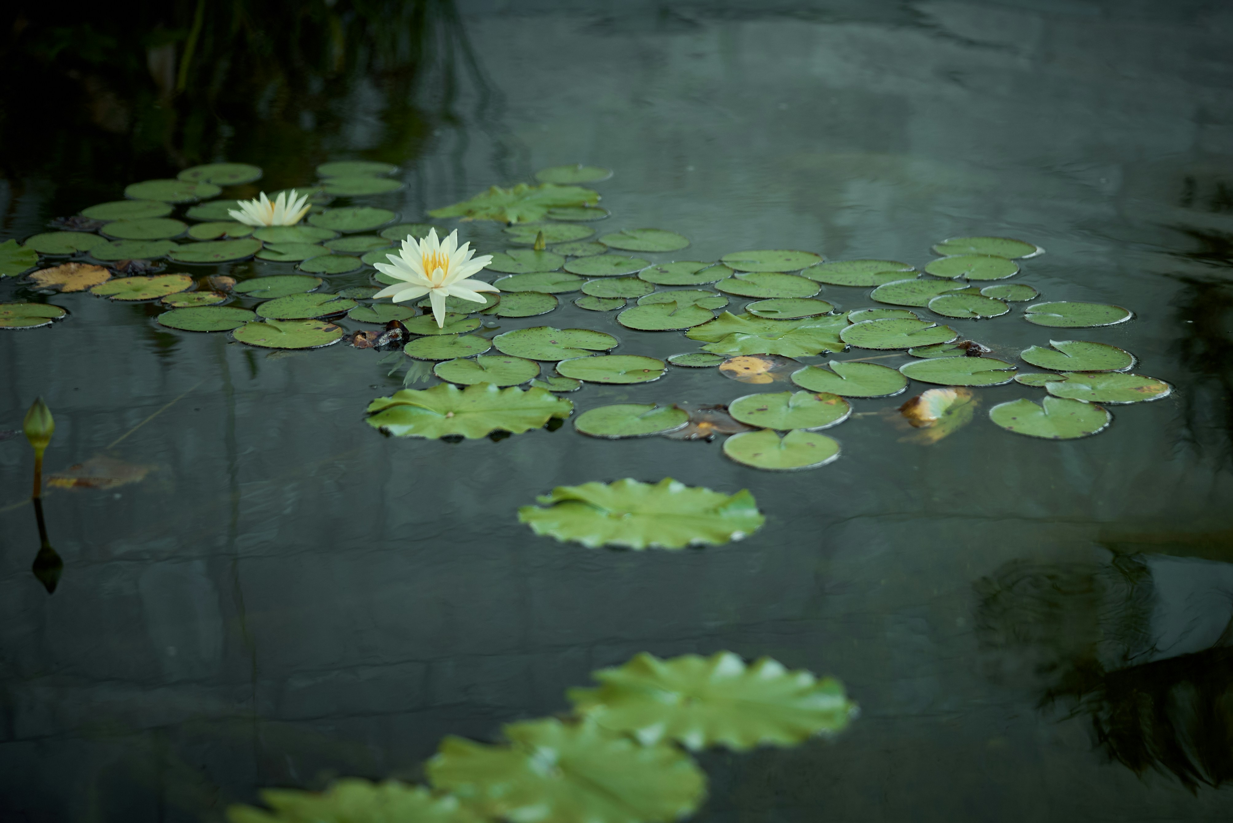 Photo by norajanelong