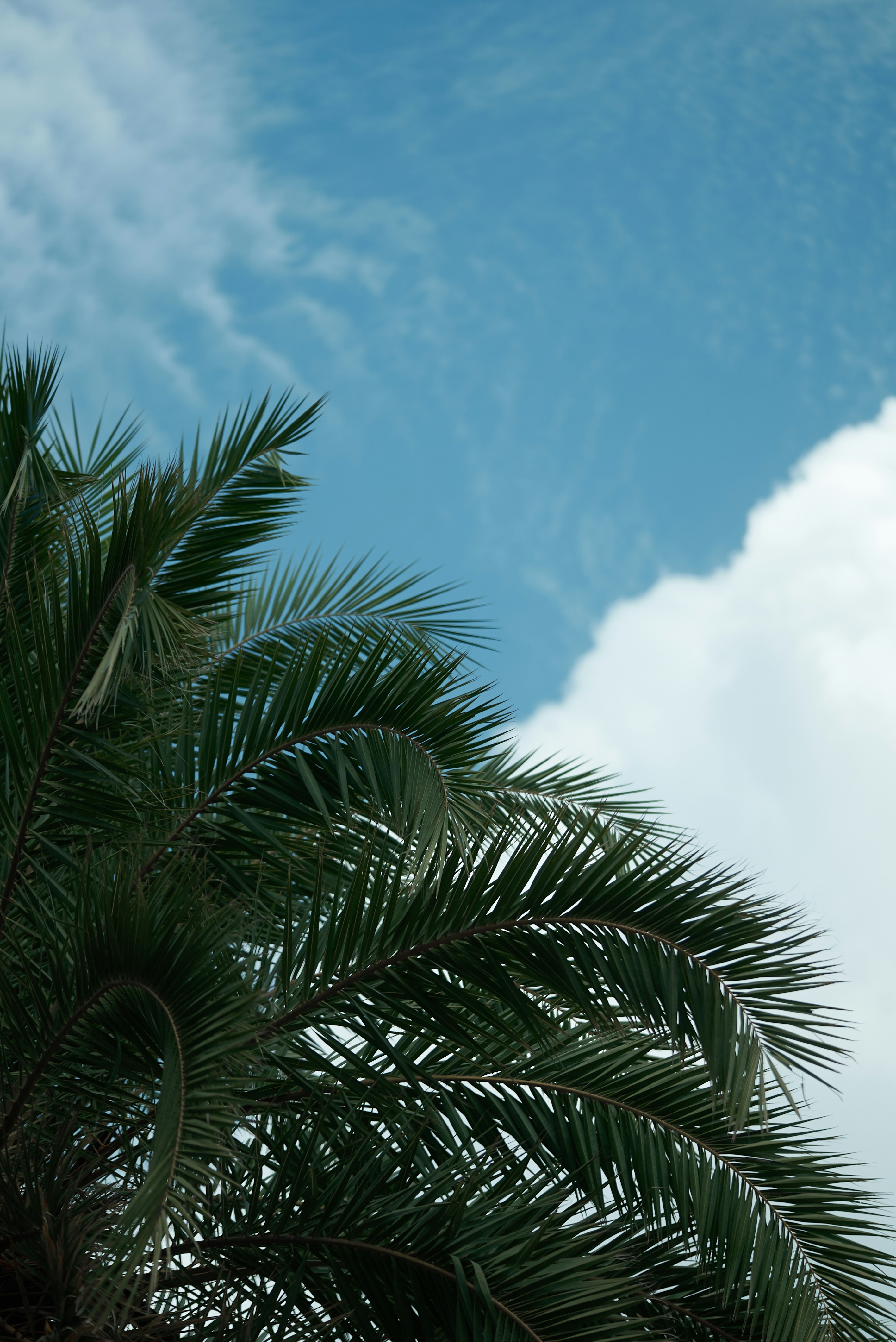 Photo by norajanelong