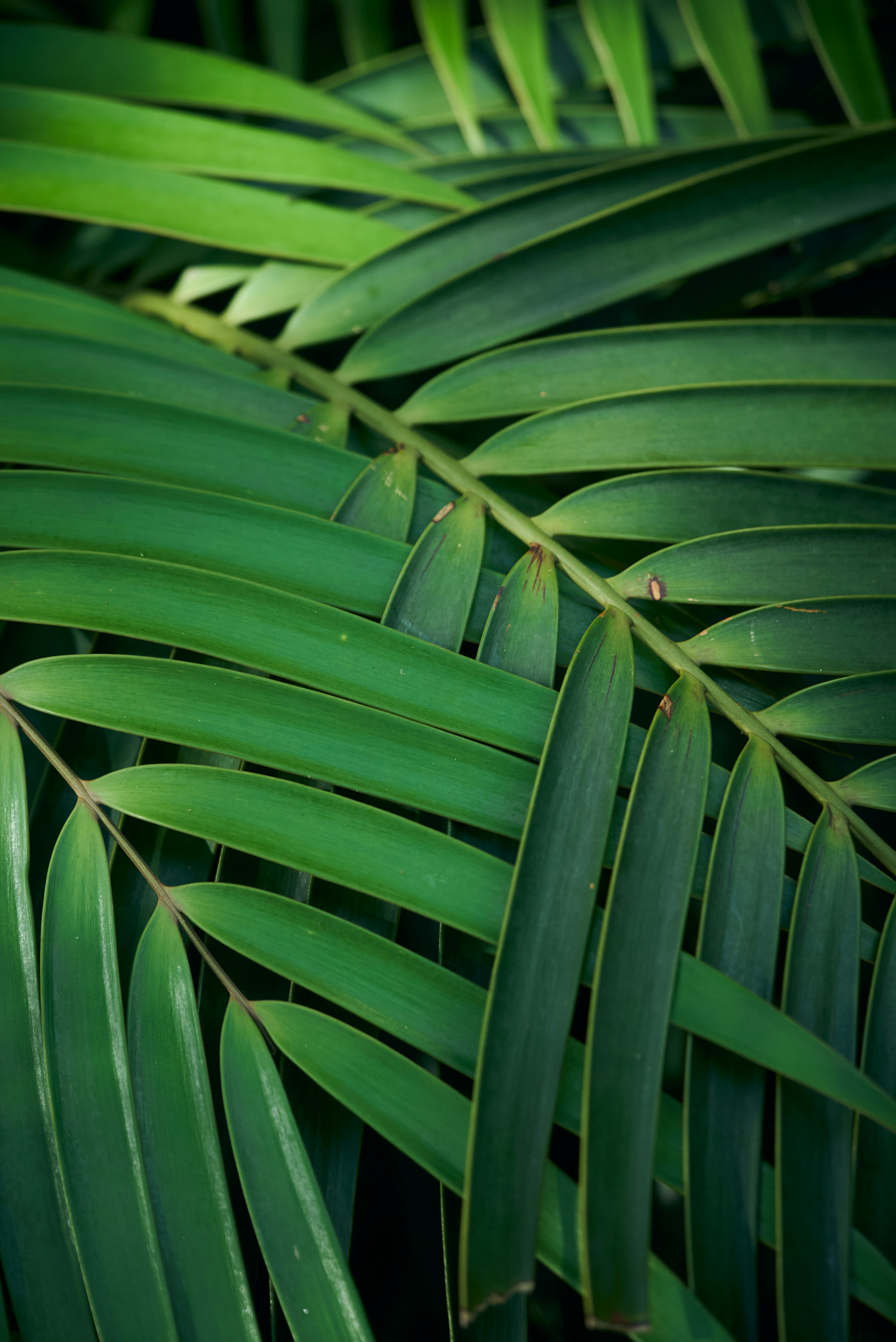 Photo by norajanelong