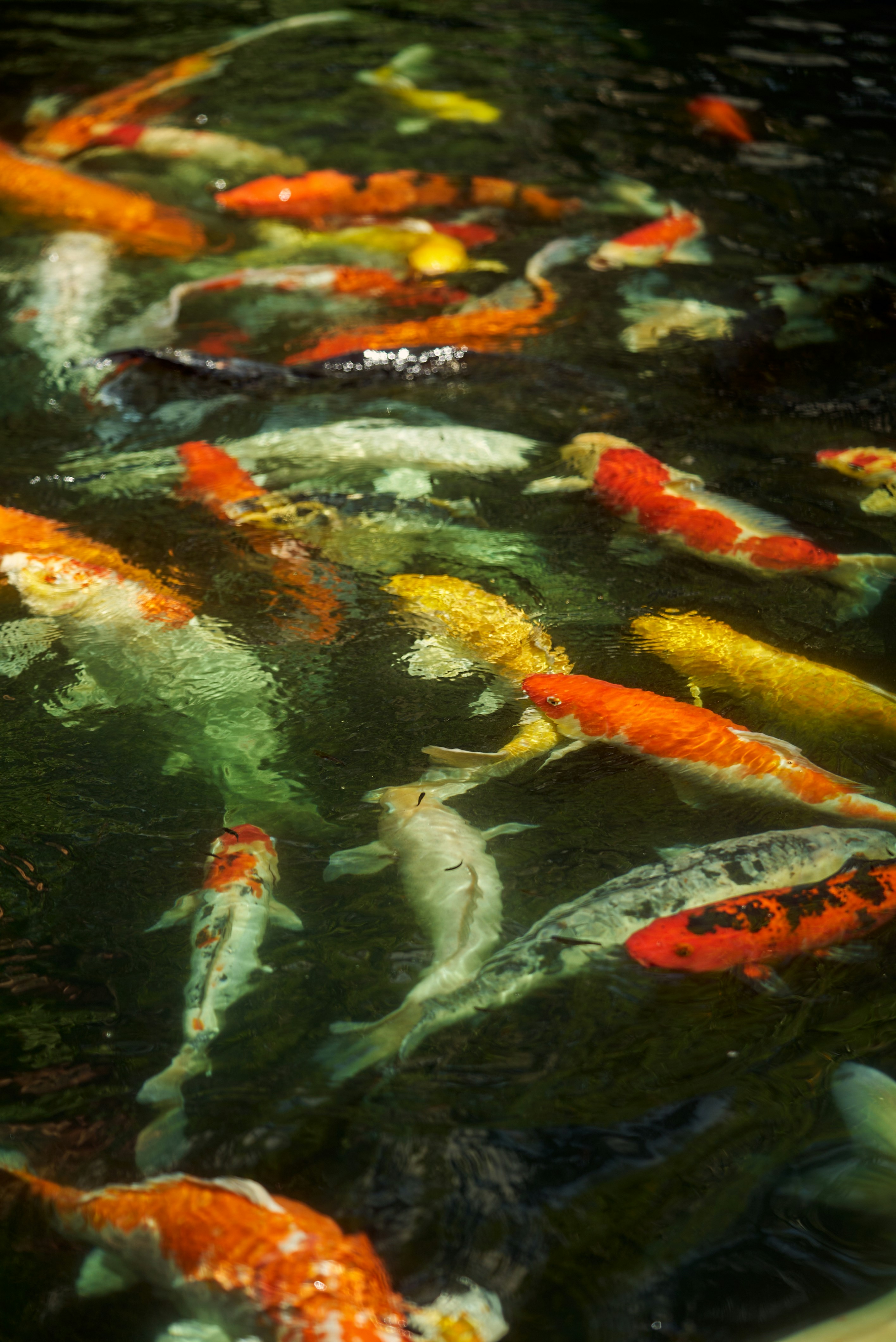 Photo by norajanelong