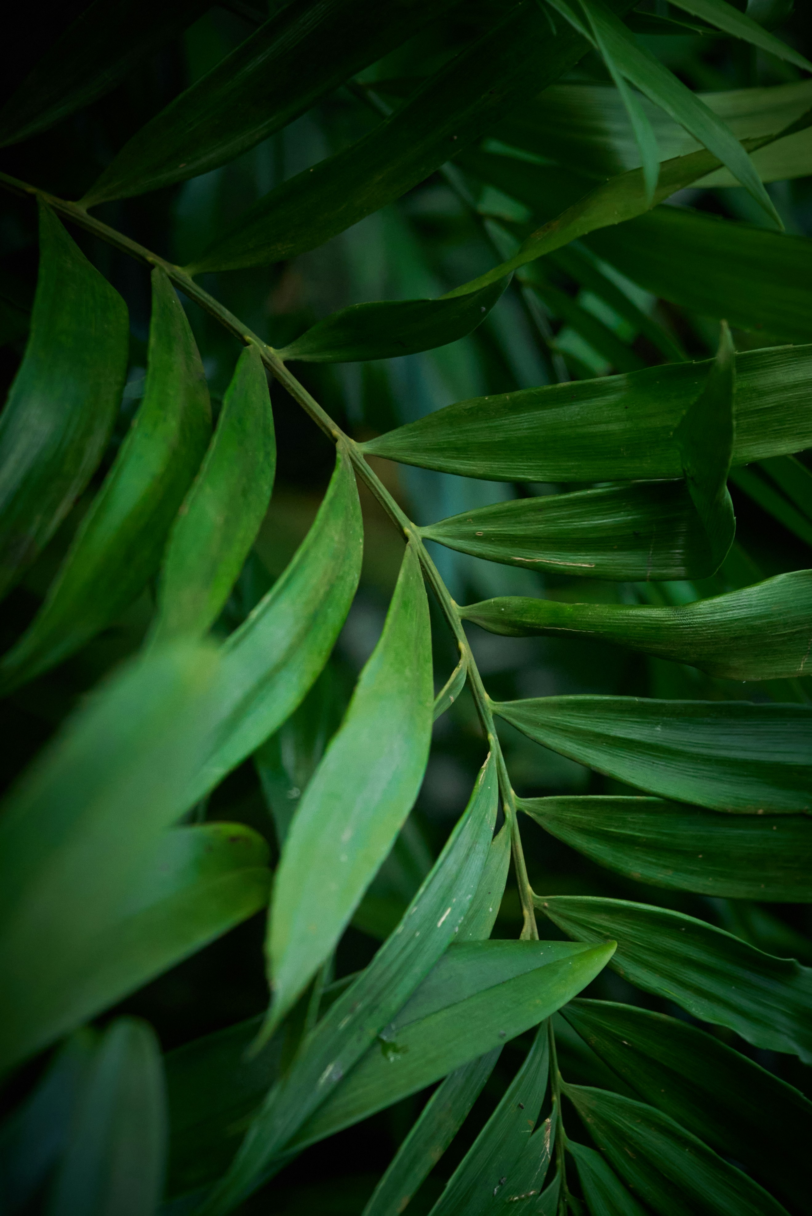 Photo by norajanelong