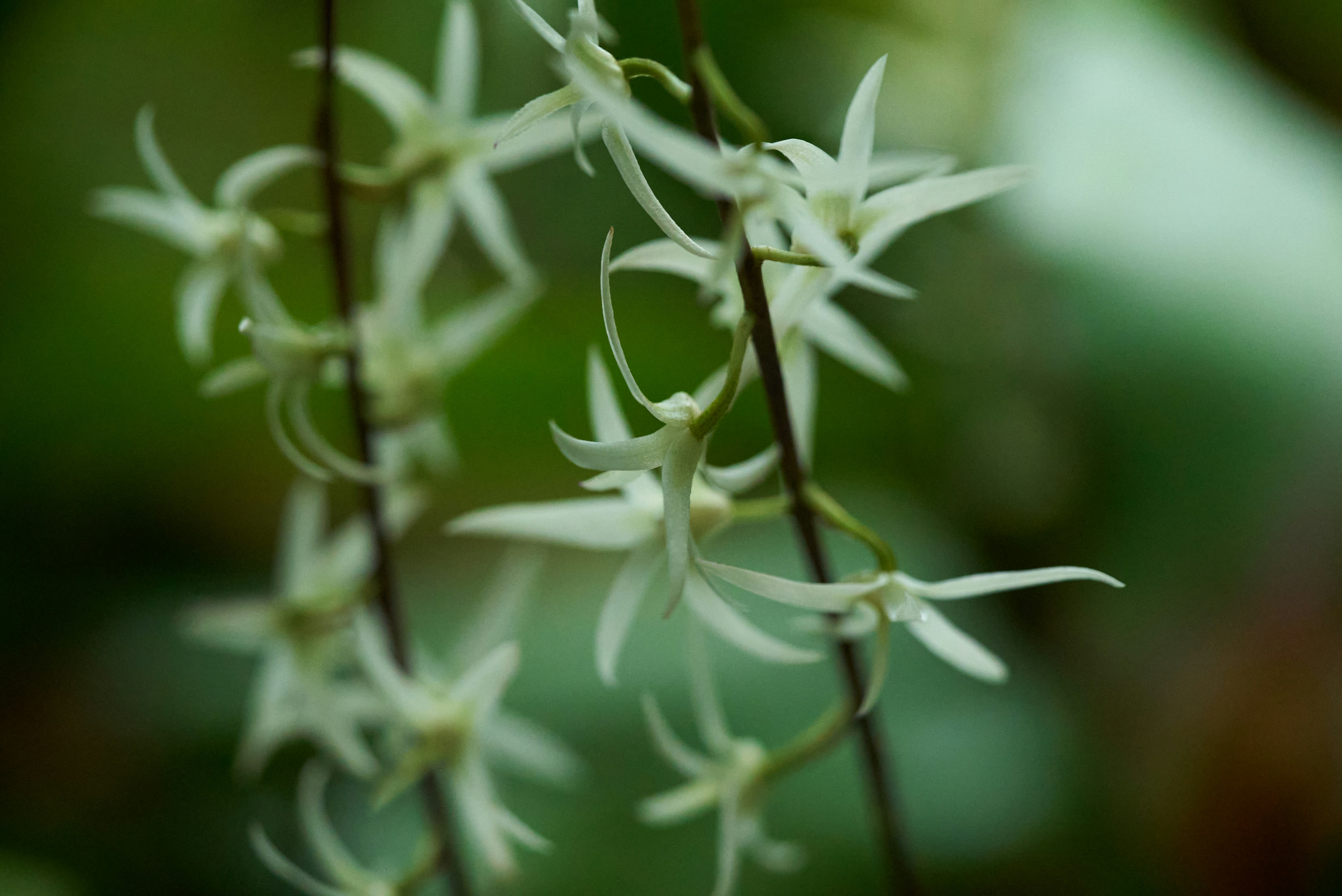 Photo by norajanelong