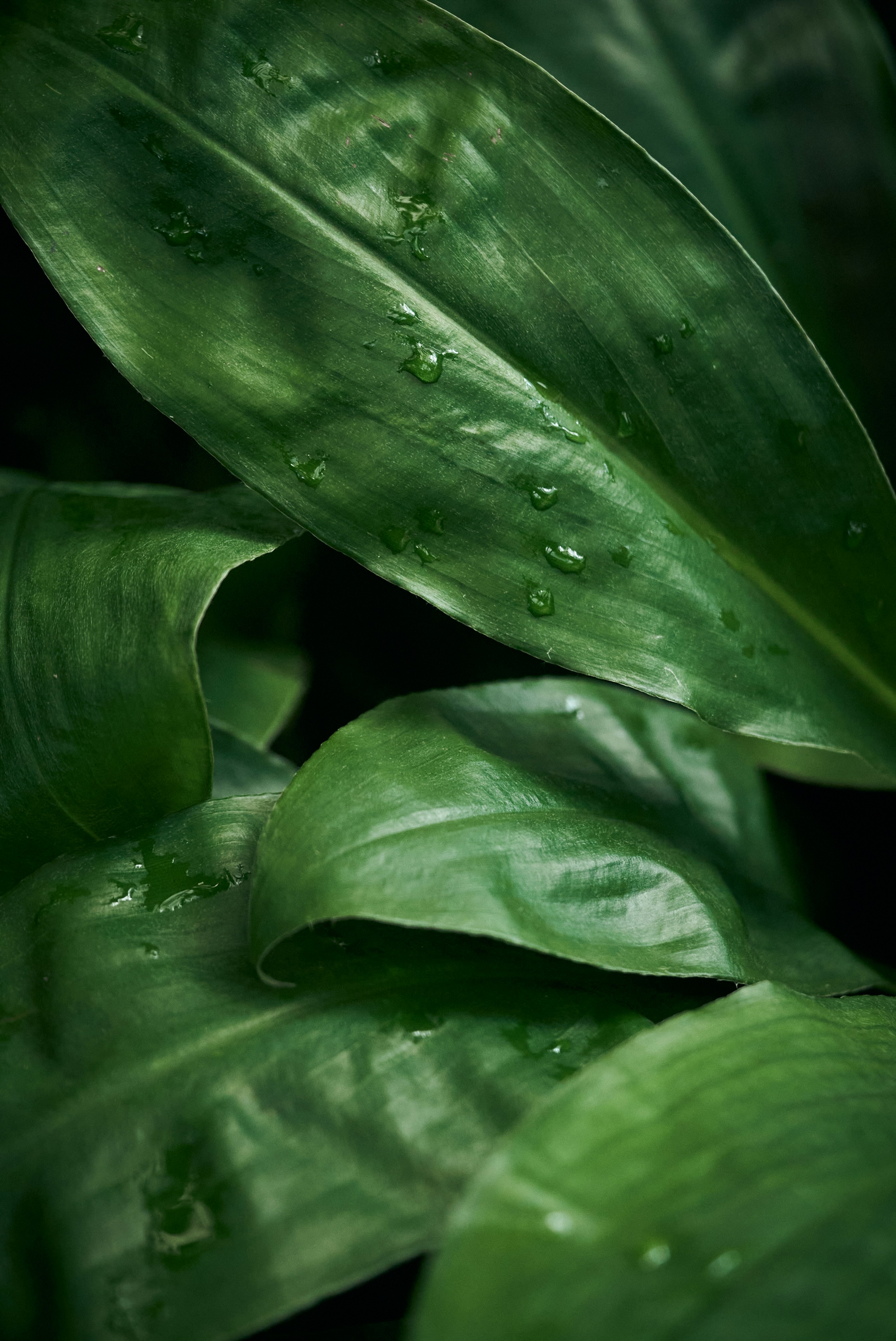 Photo by norajanelong