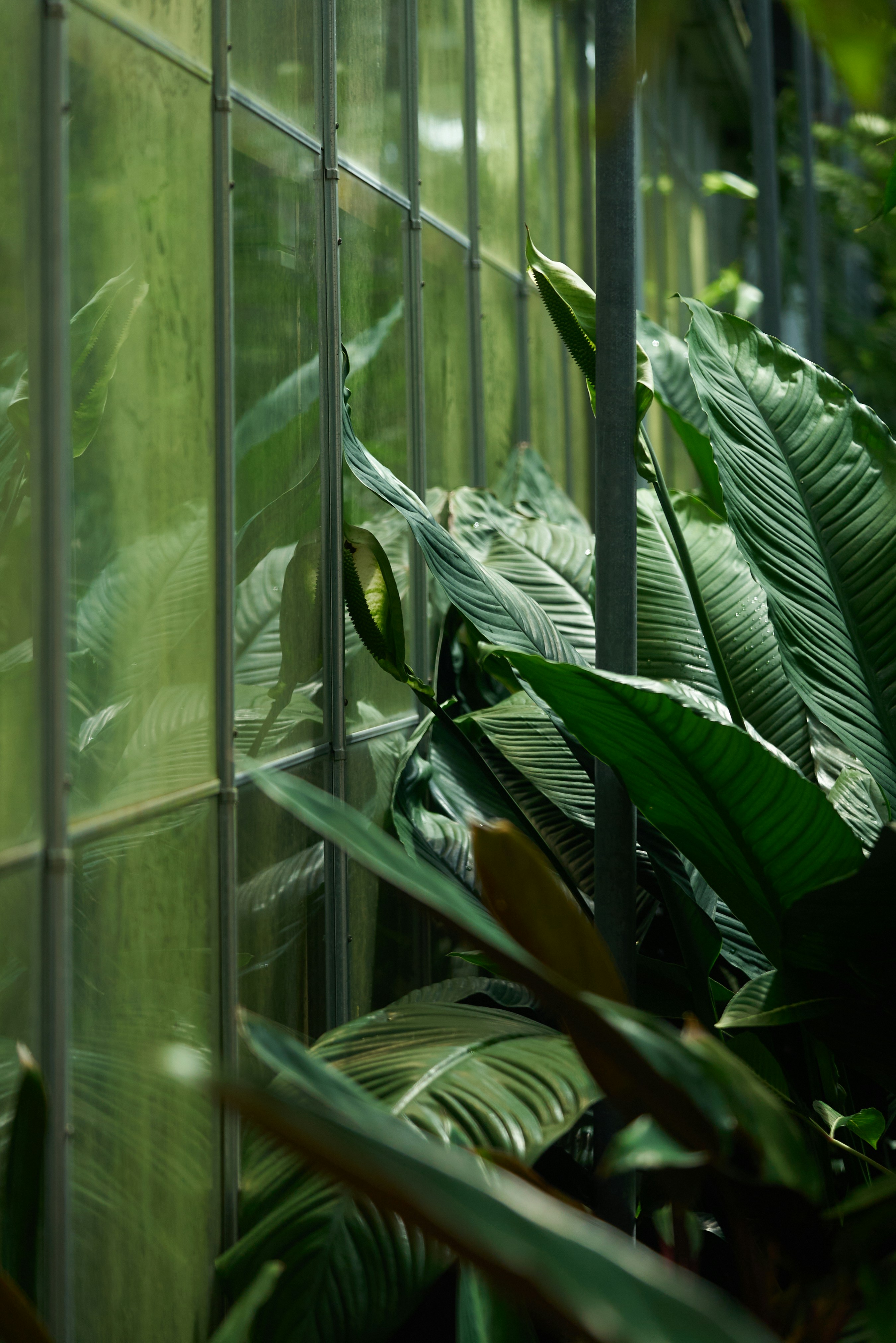 A green house with lots of plants growing inside of it