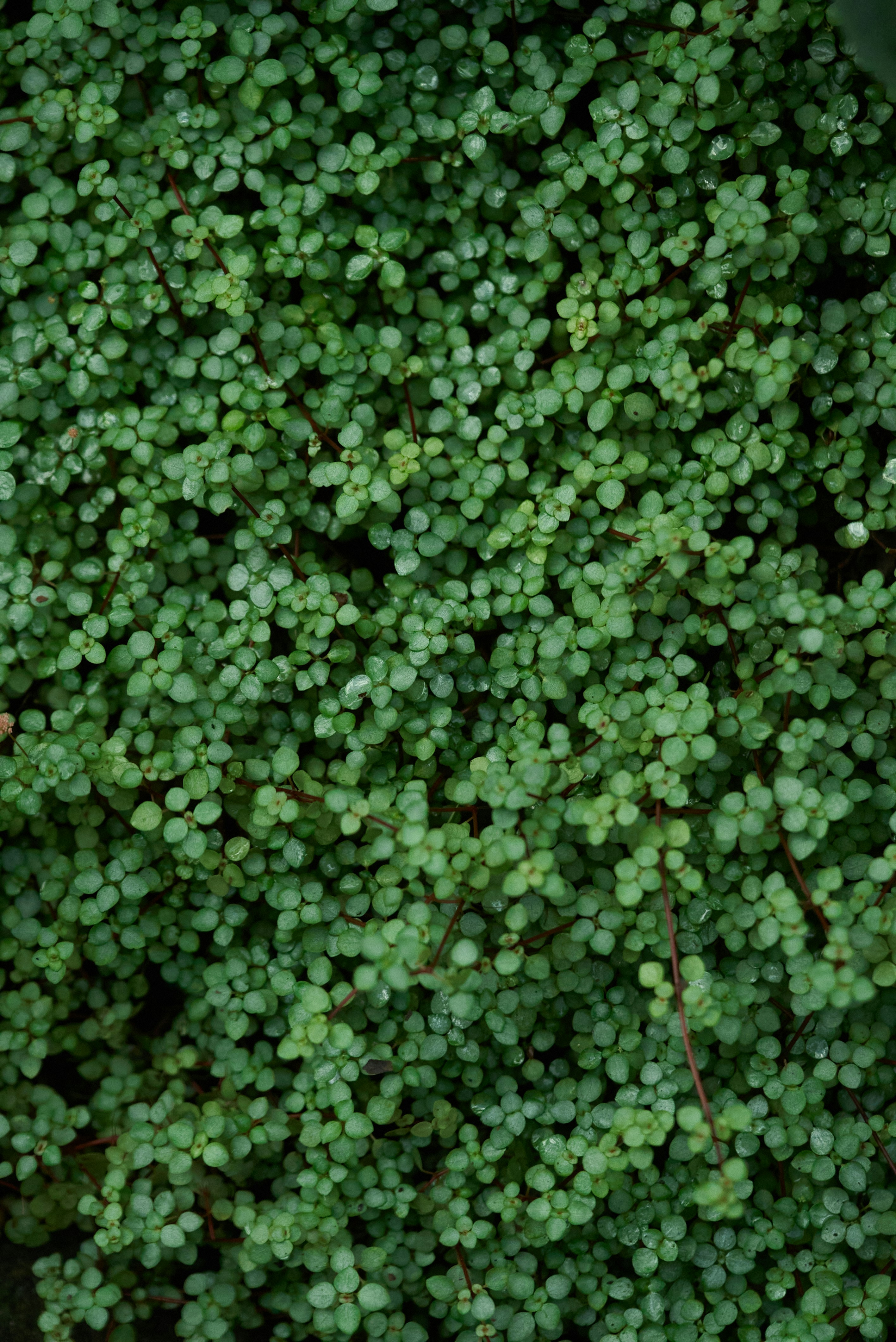 Photo by norajanelong