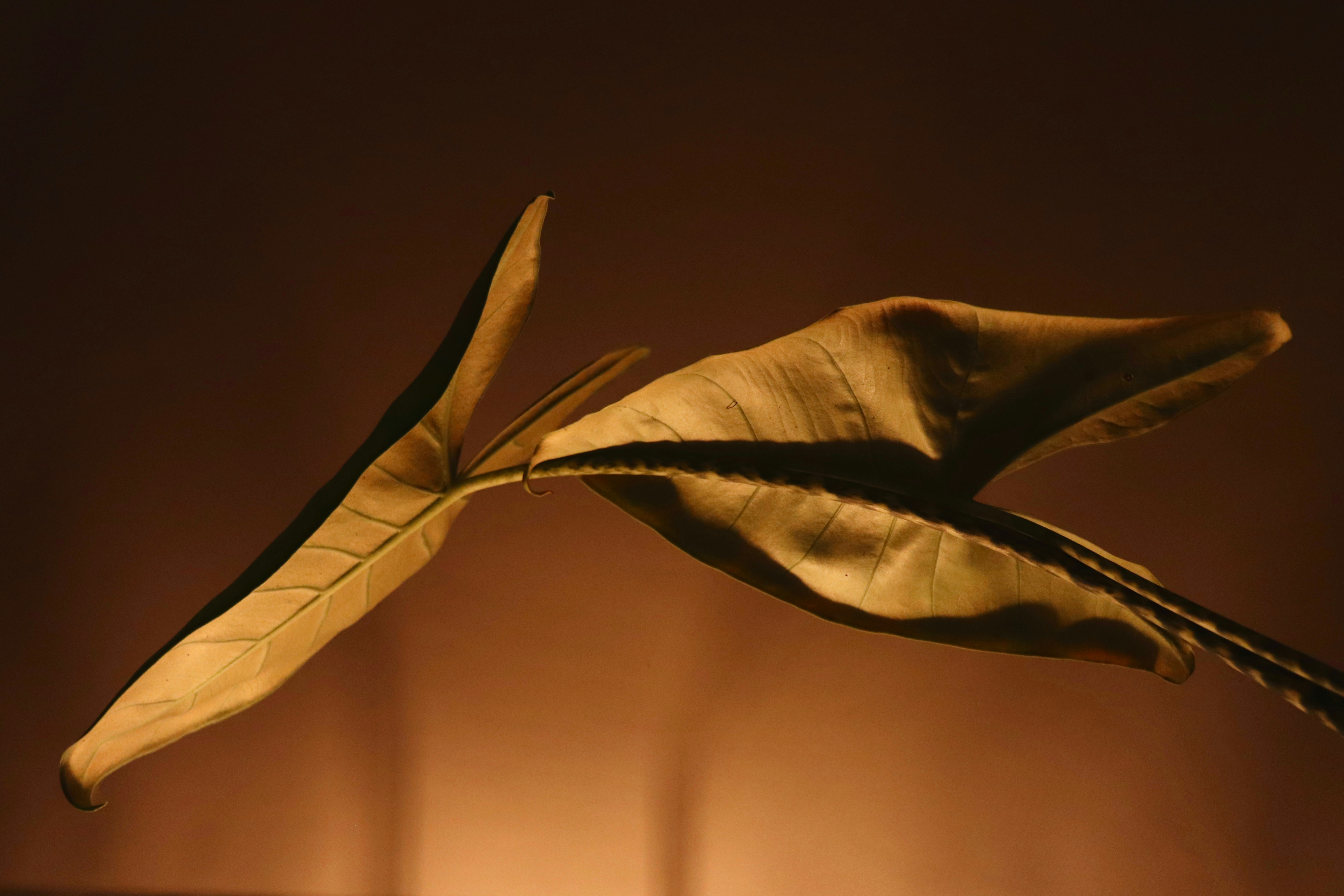 Photo by spectregraphy