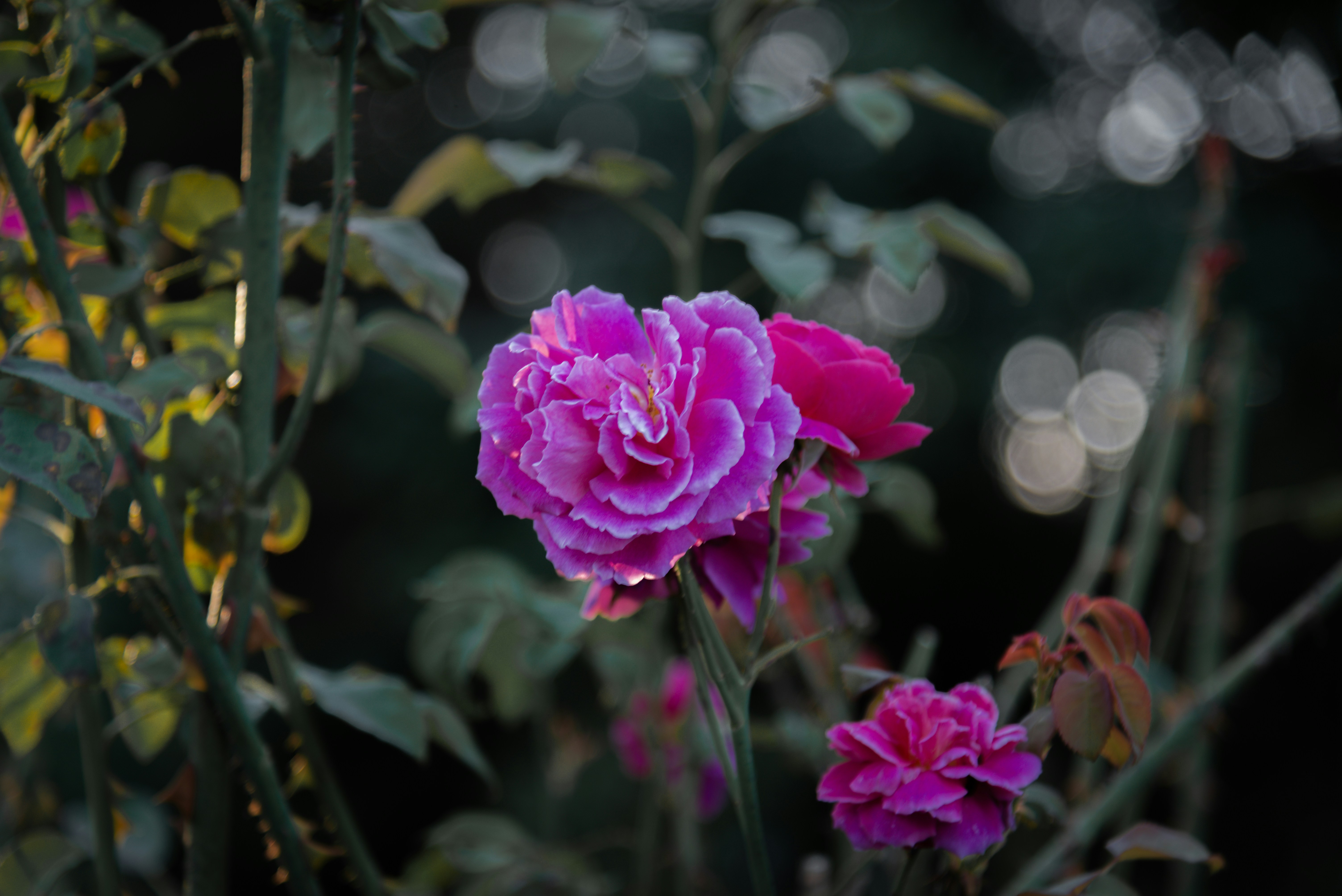 Photo by malwinanogaj