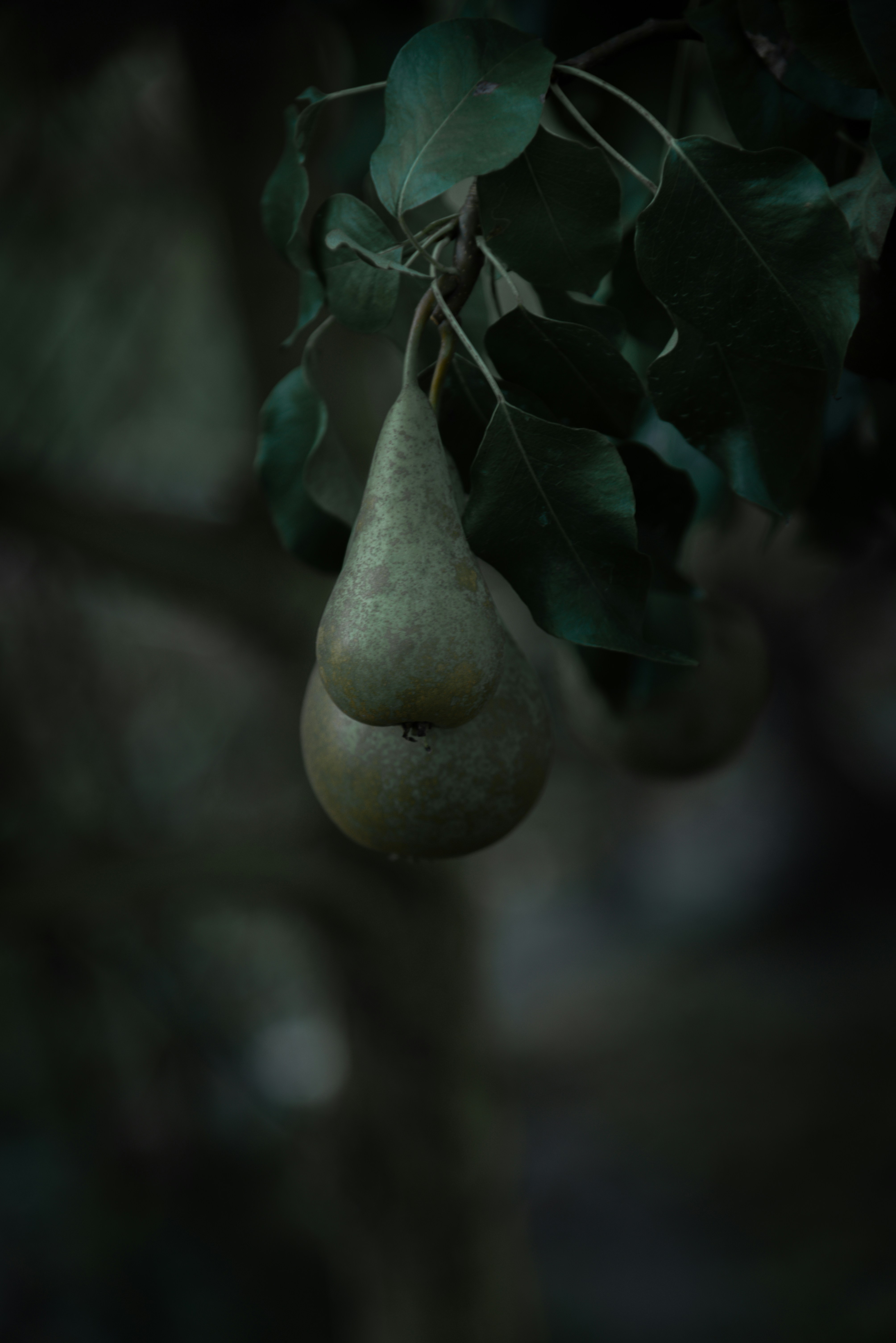 A pear hanging from a tree with leaves