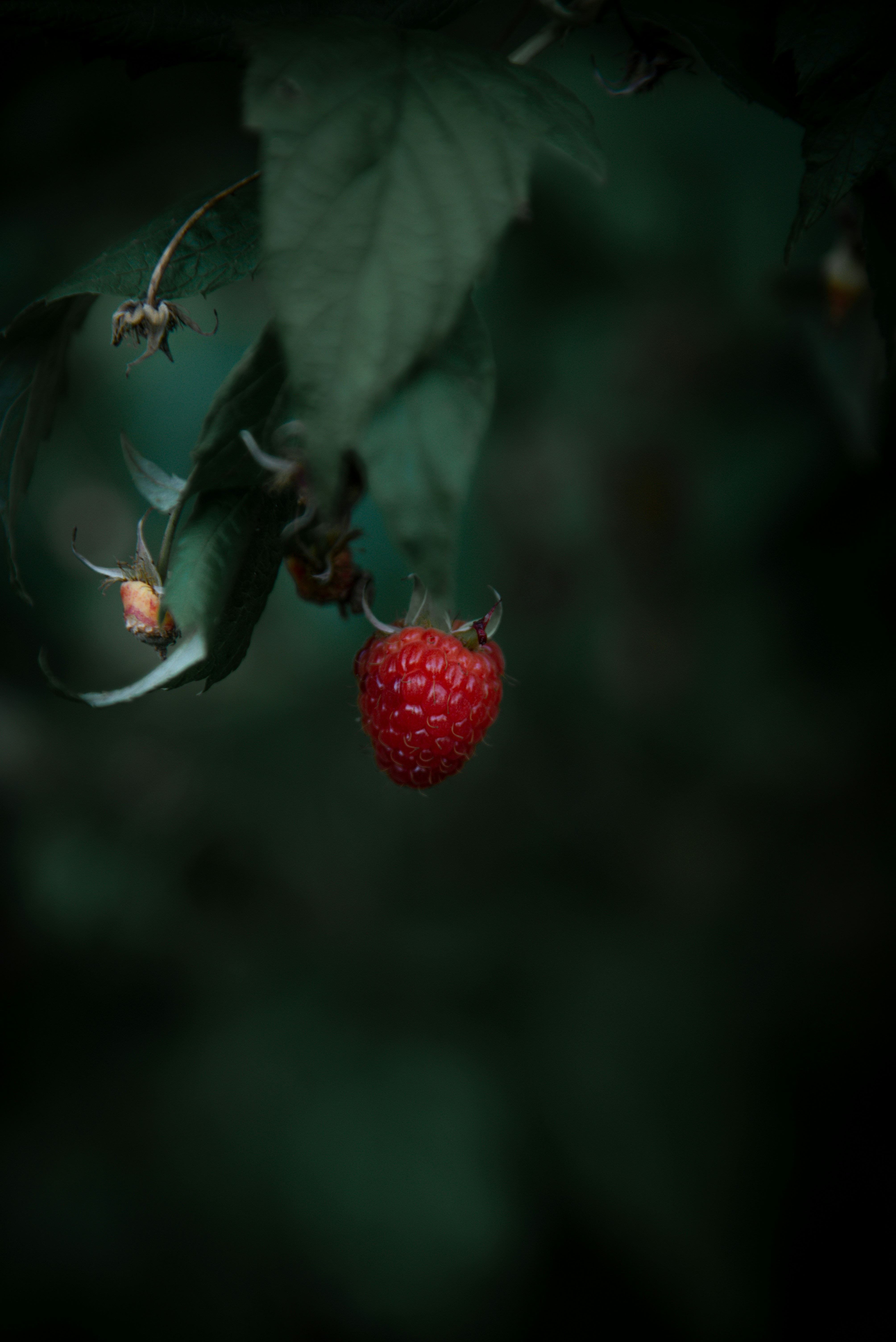 A red berry hanging from a tree branch