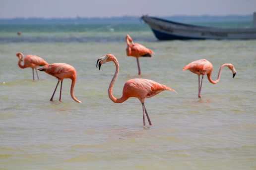 A group of flamingos standing in the water near a boat