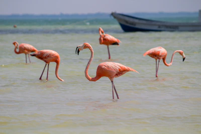 Holbox flamingos