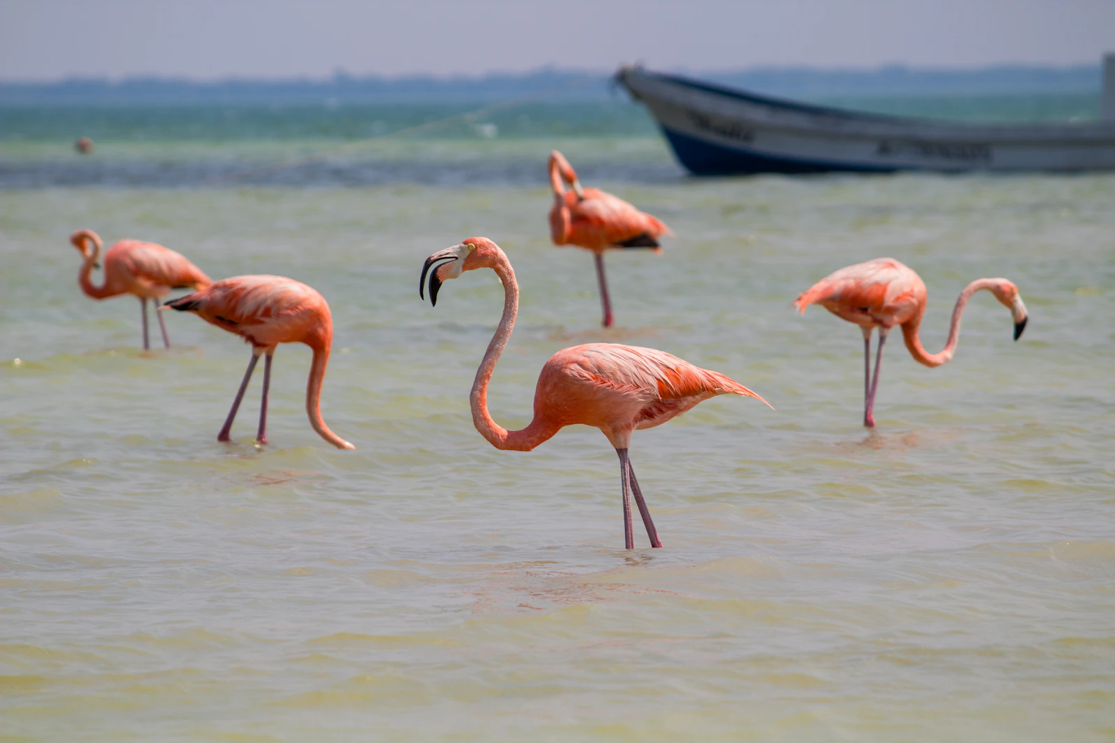 Flamingos standing in the shallow water near Isla Holbox