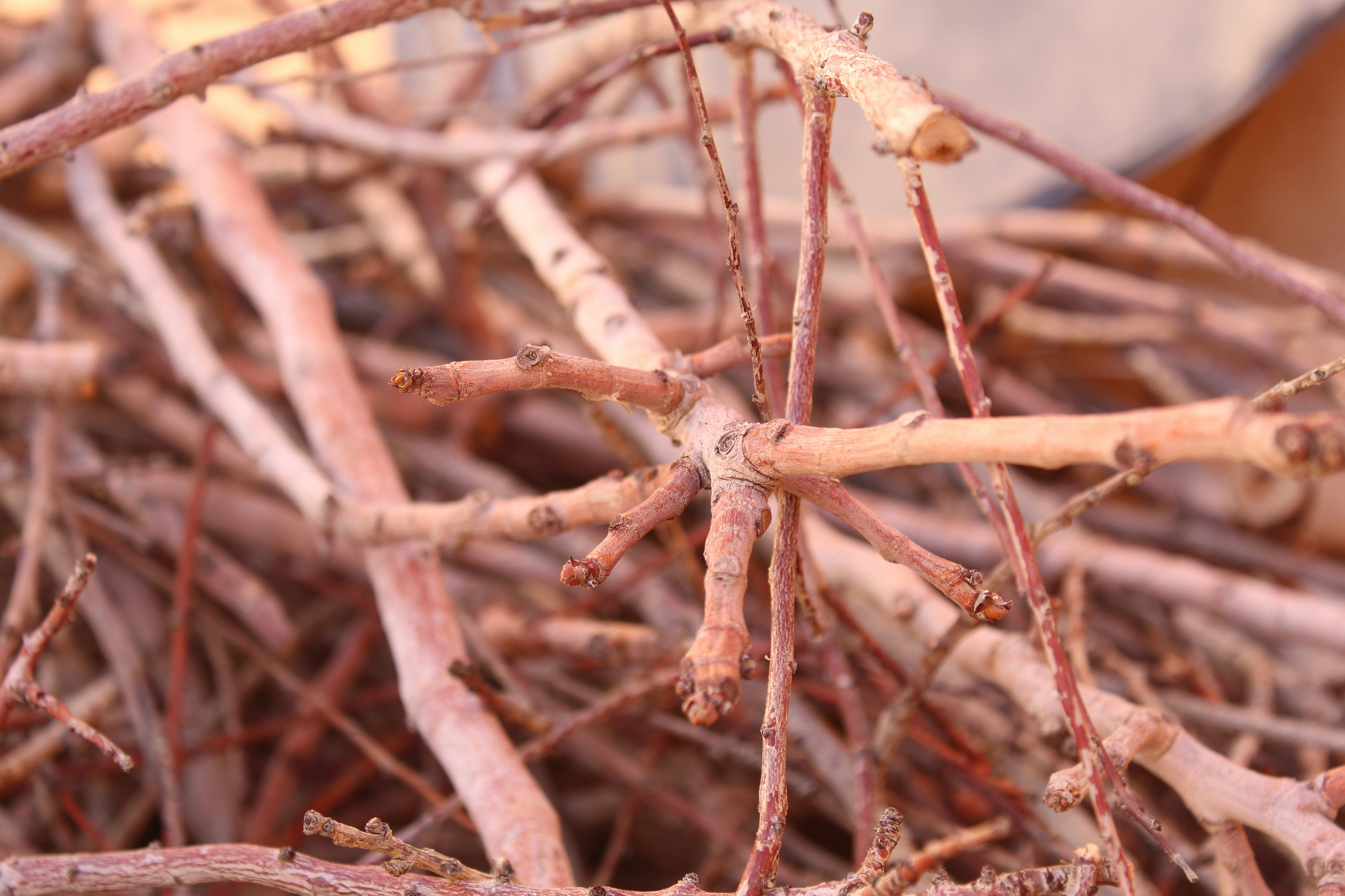 Photo by gigglejutsu