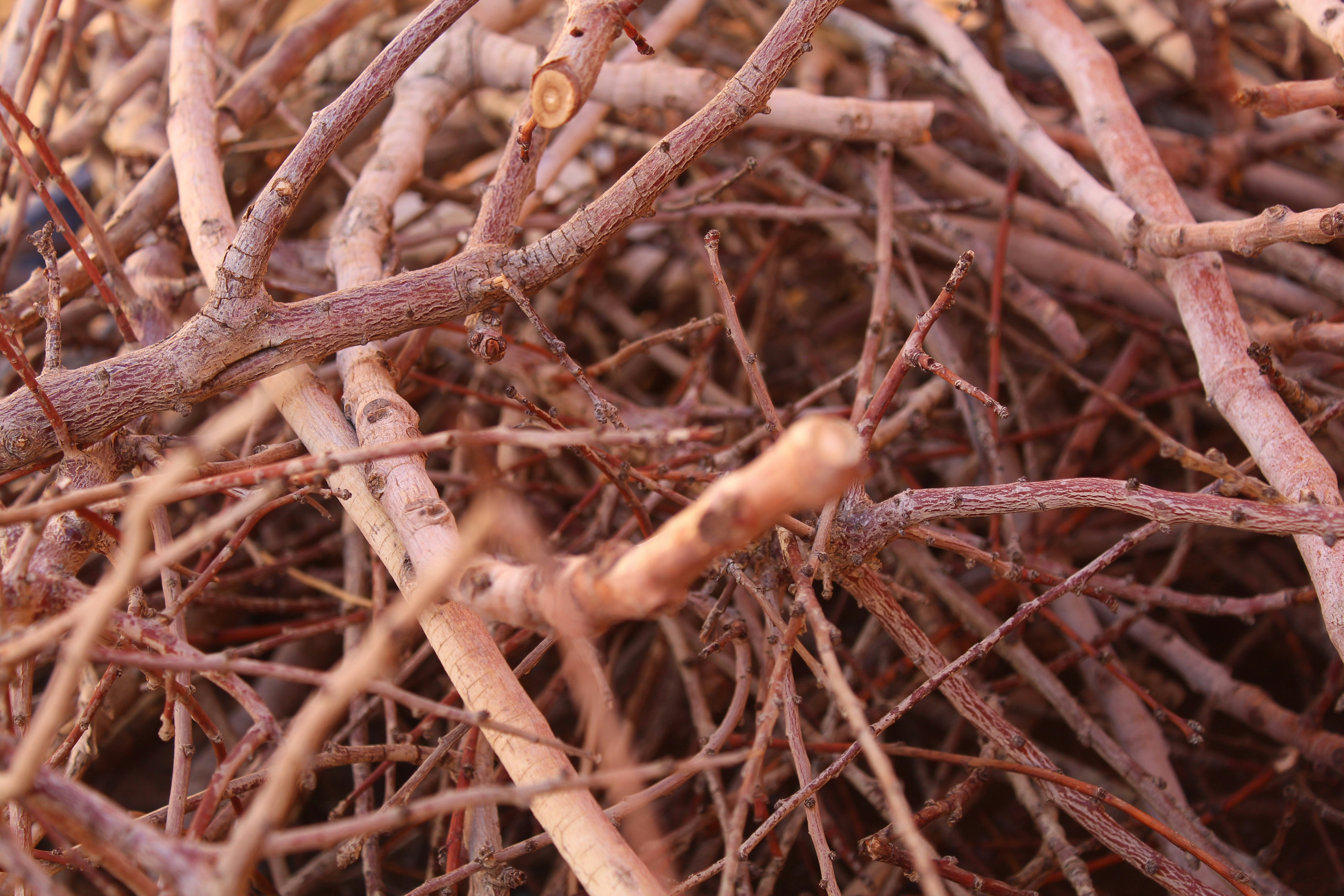 Photo by gigglejutsu