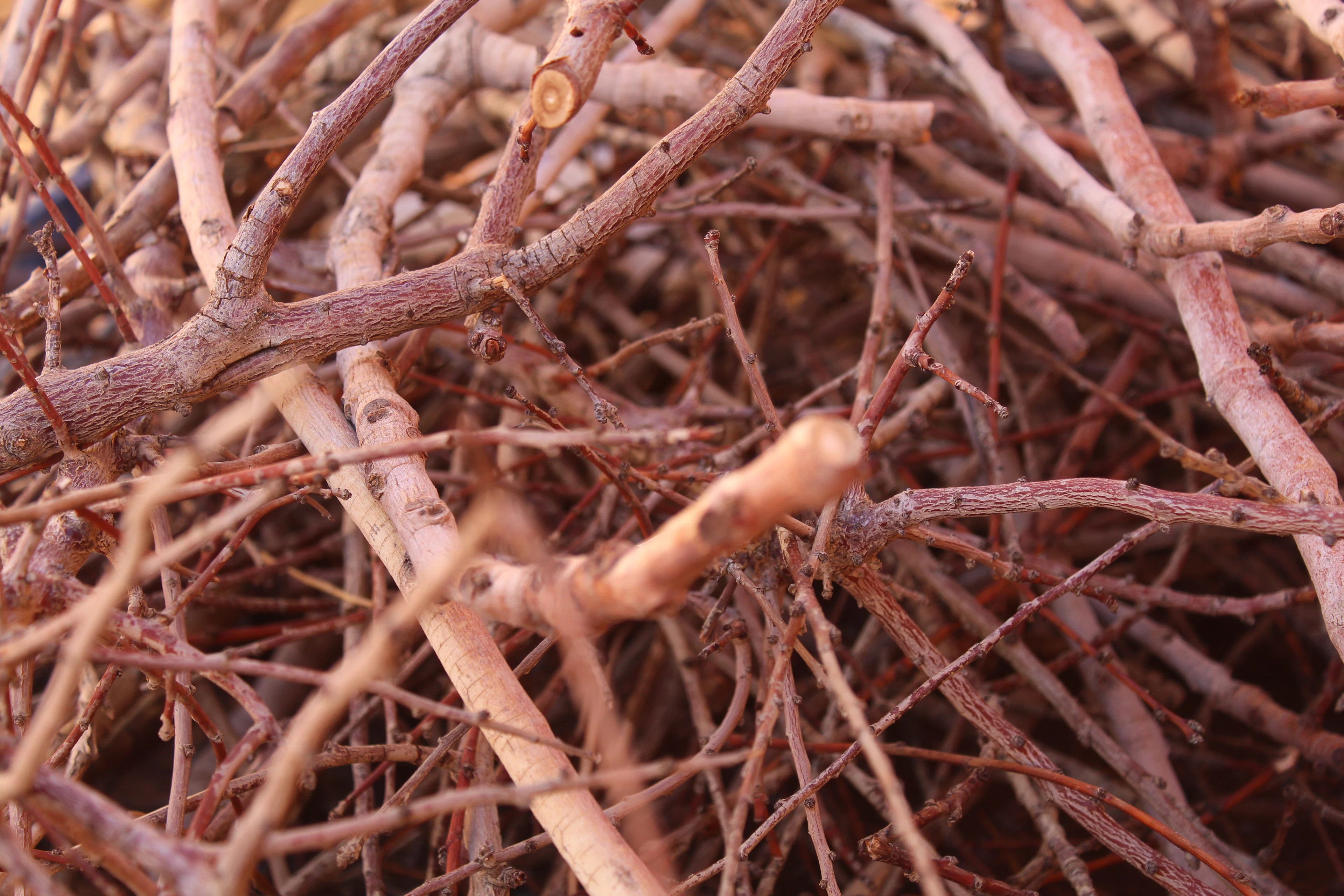 Brush & shrubs