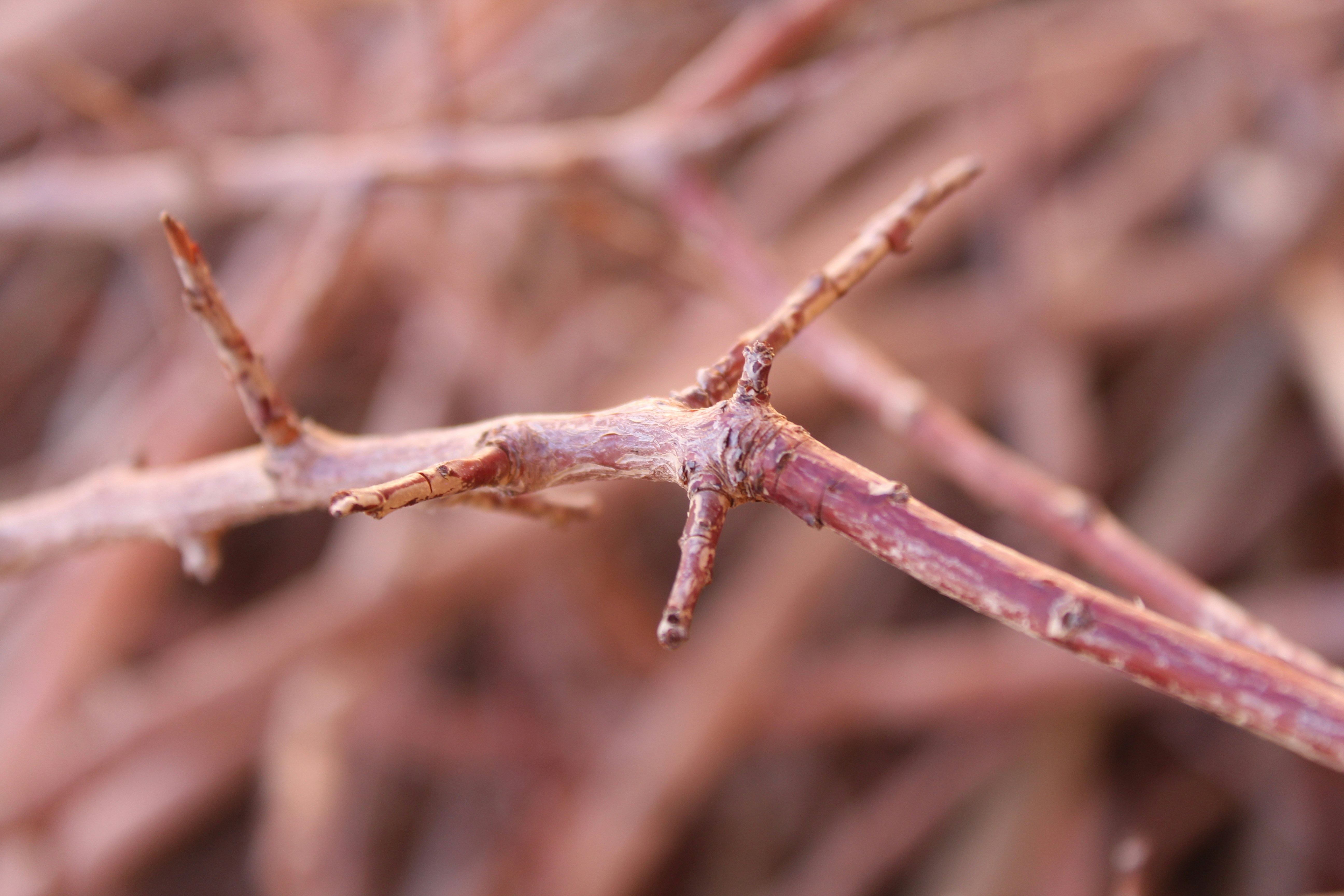 Photo by gigglejutsu