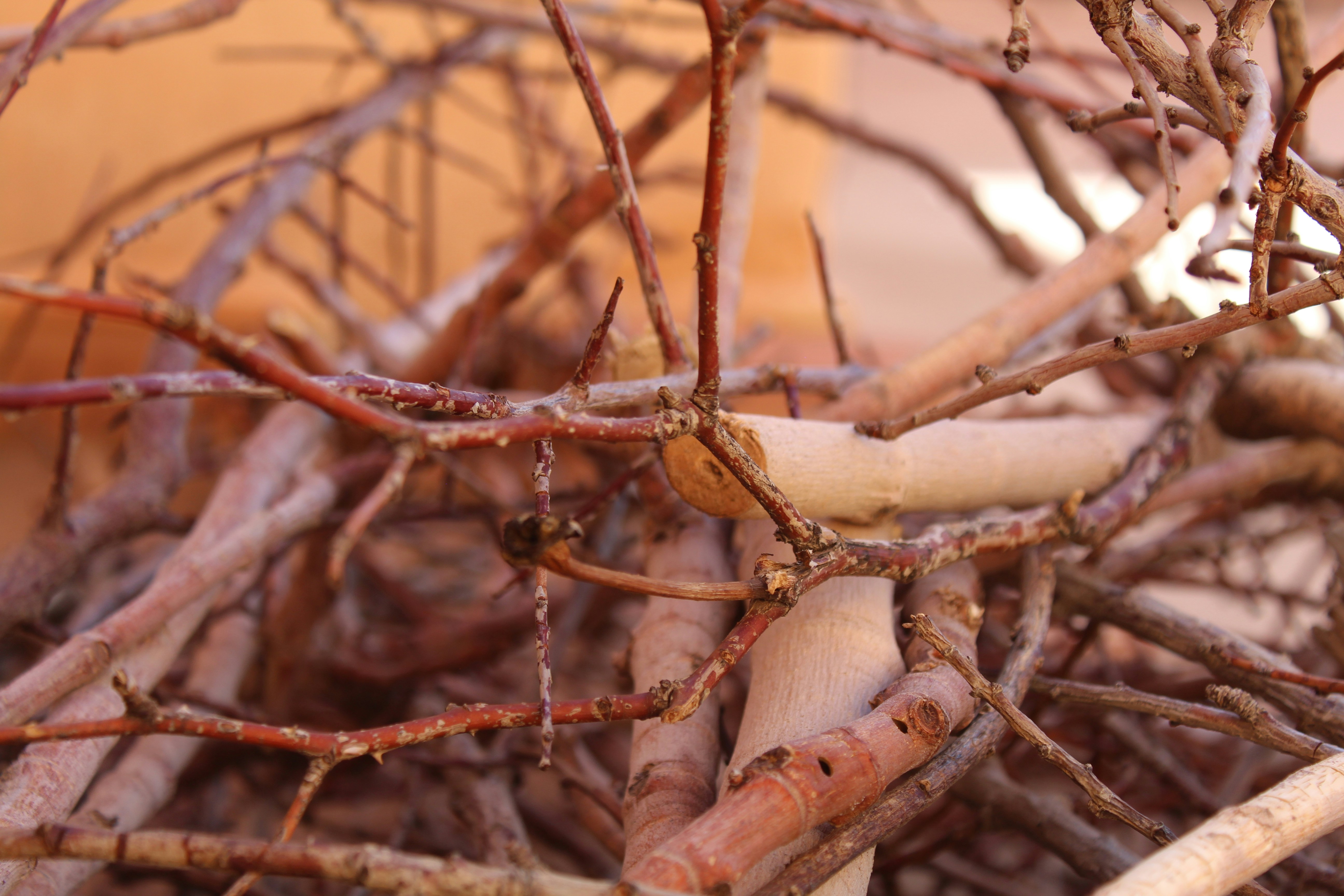 Photo by gigglejutsu