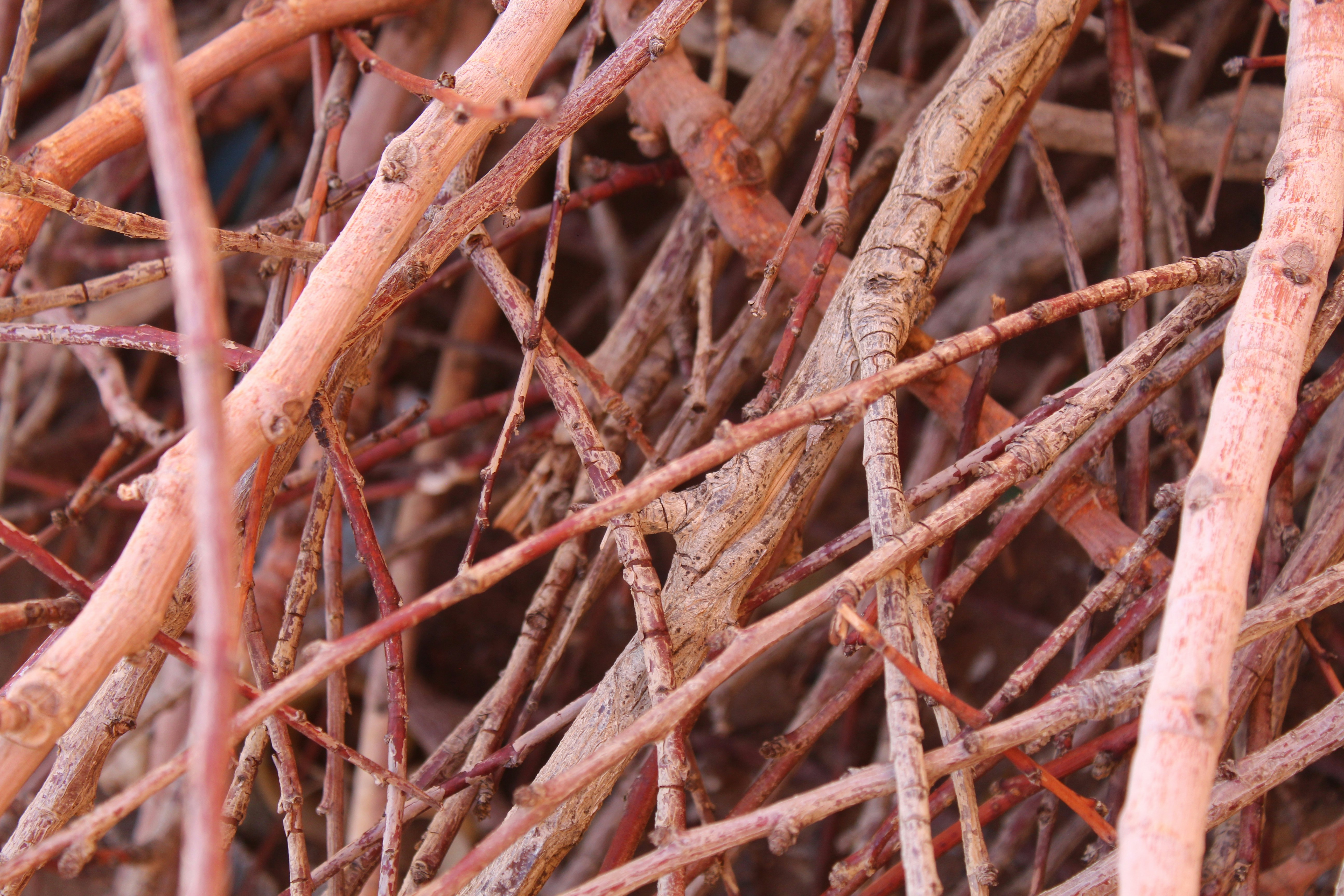 Photo by gigglejutsu