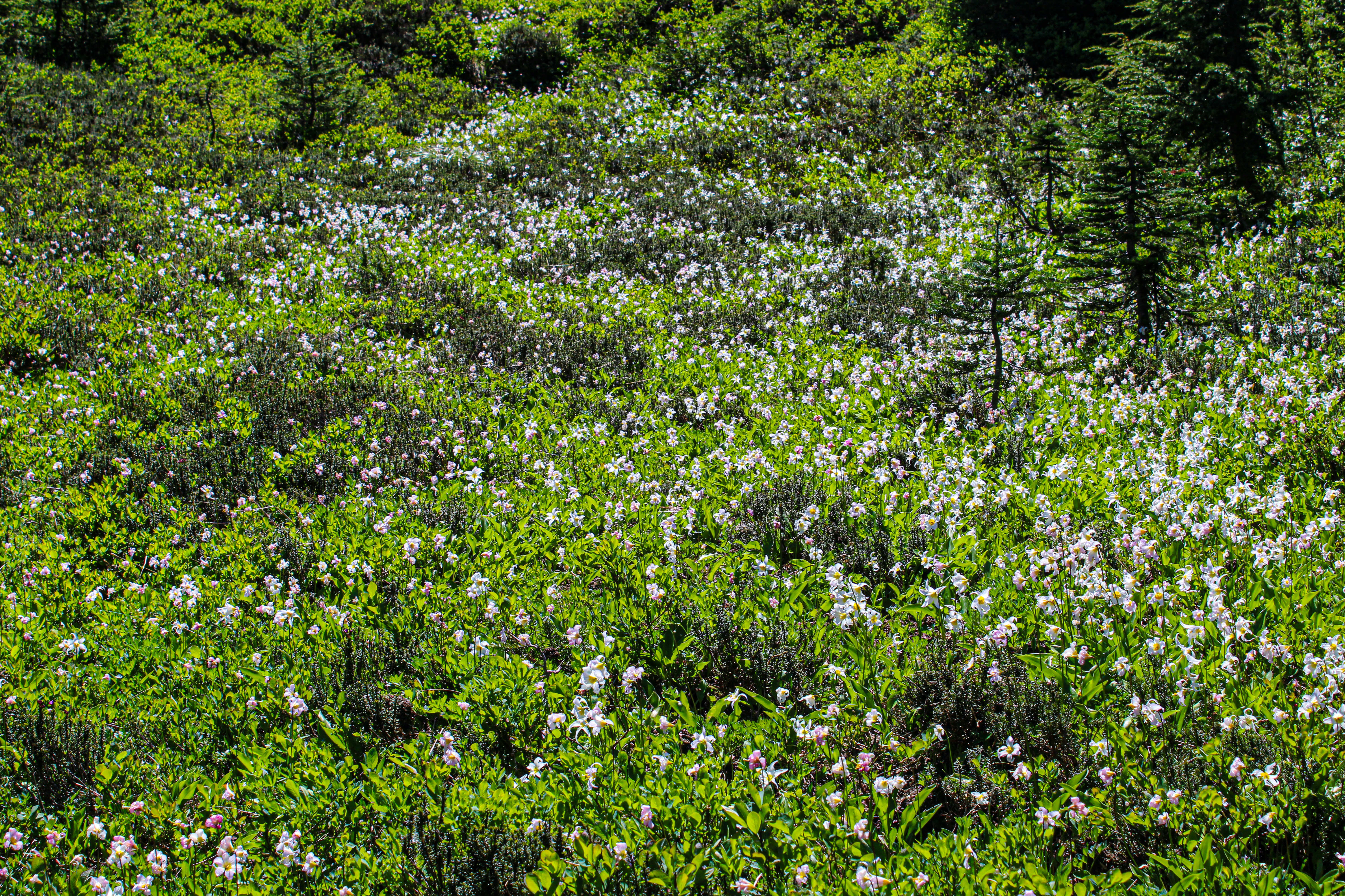 Photo by prphotography262