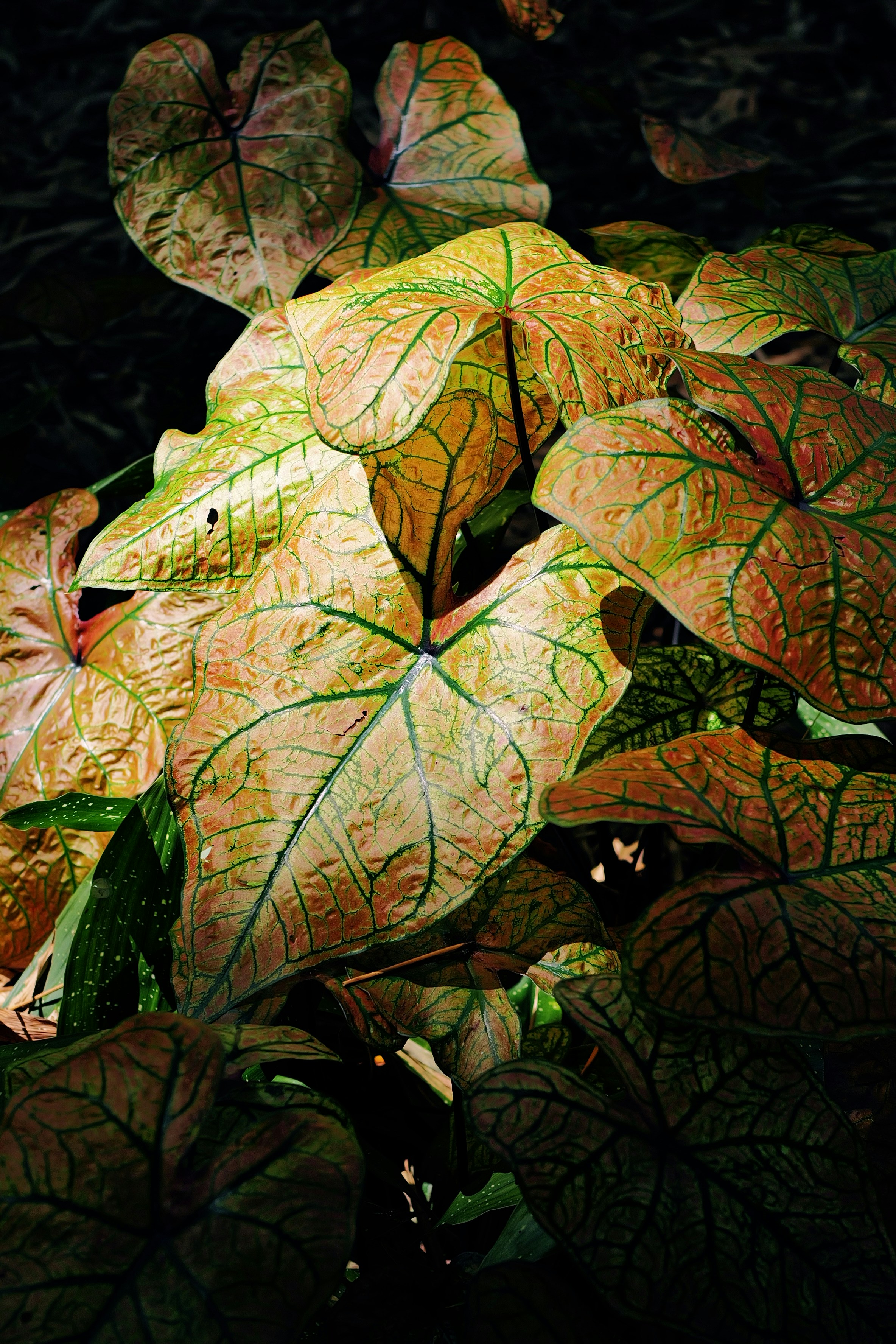 Photo by thephotochad