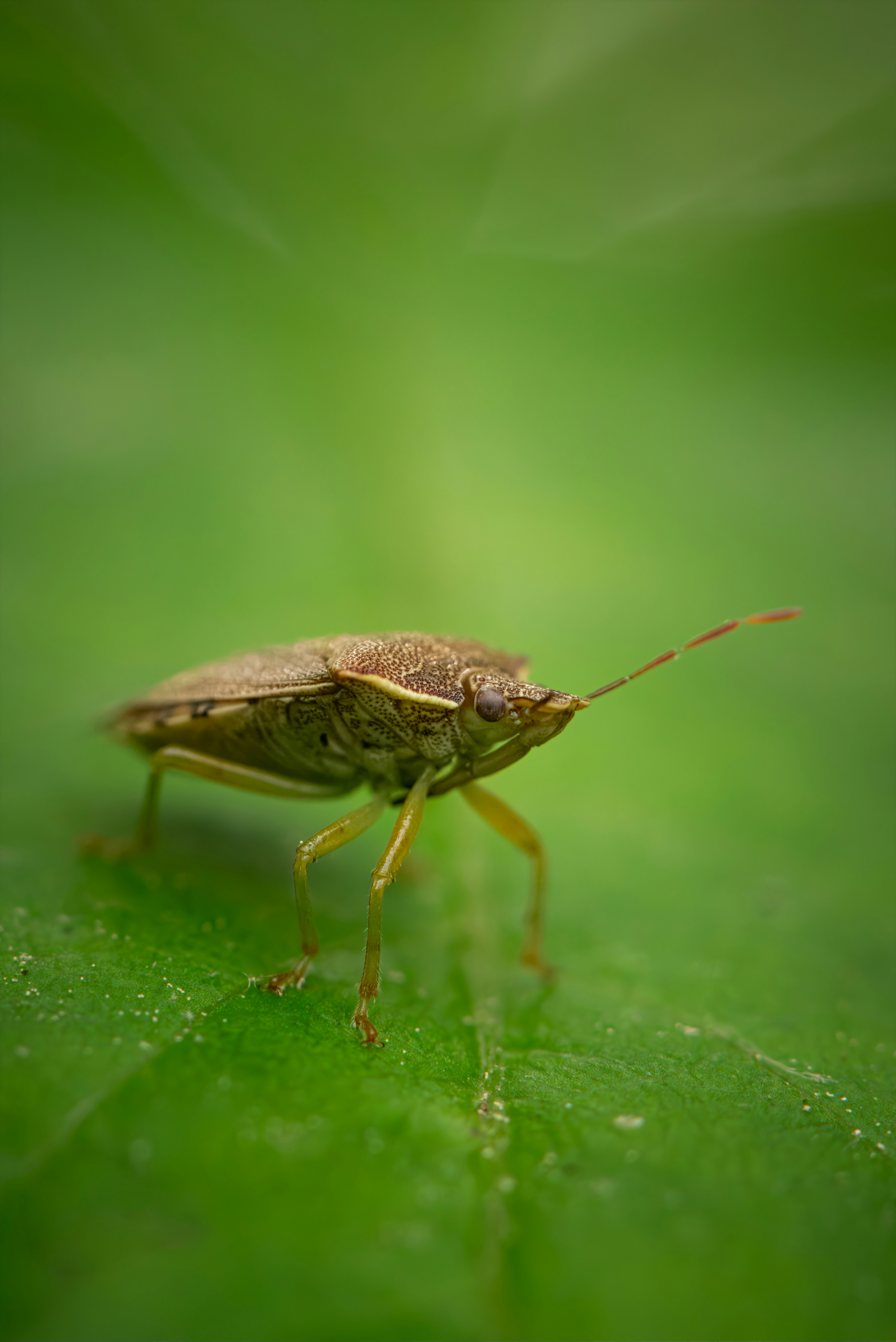 A close up of a bug on a leaf