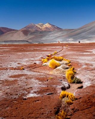A dirt road in the middle of a desert