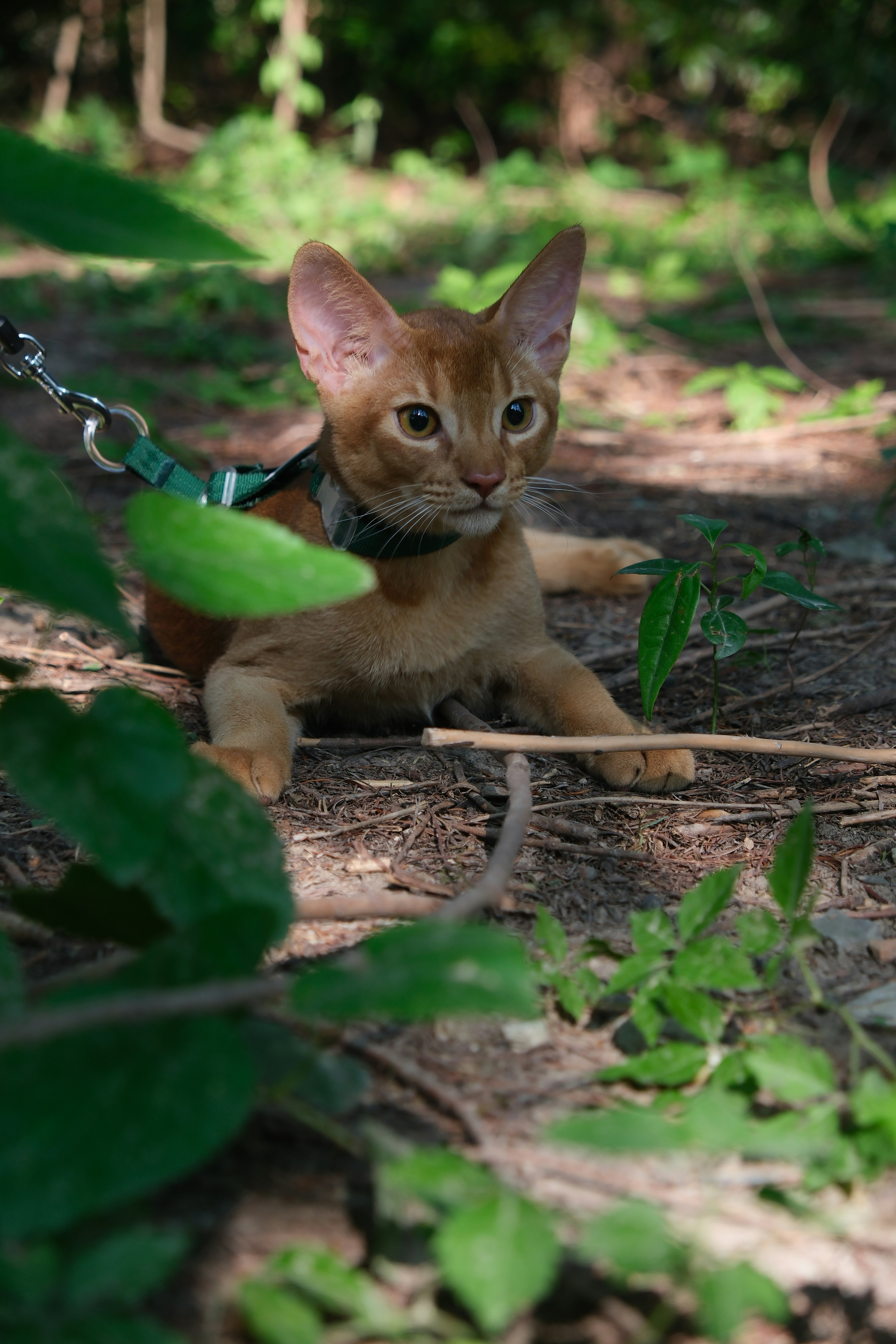 12 Kitten Behavior Training Tips for Safe Exploration Time