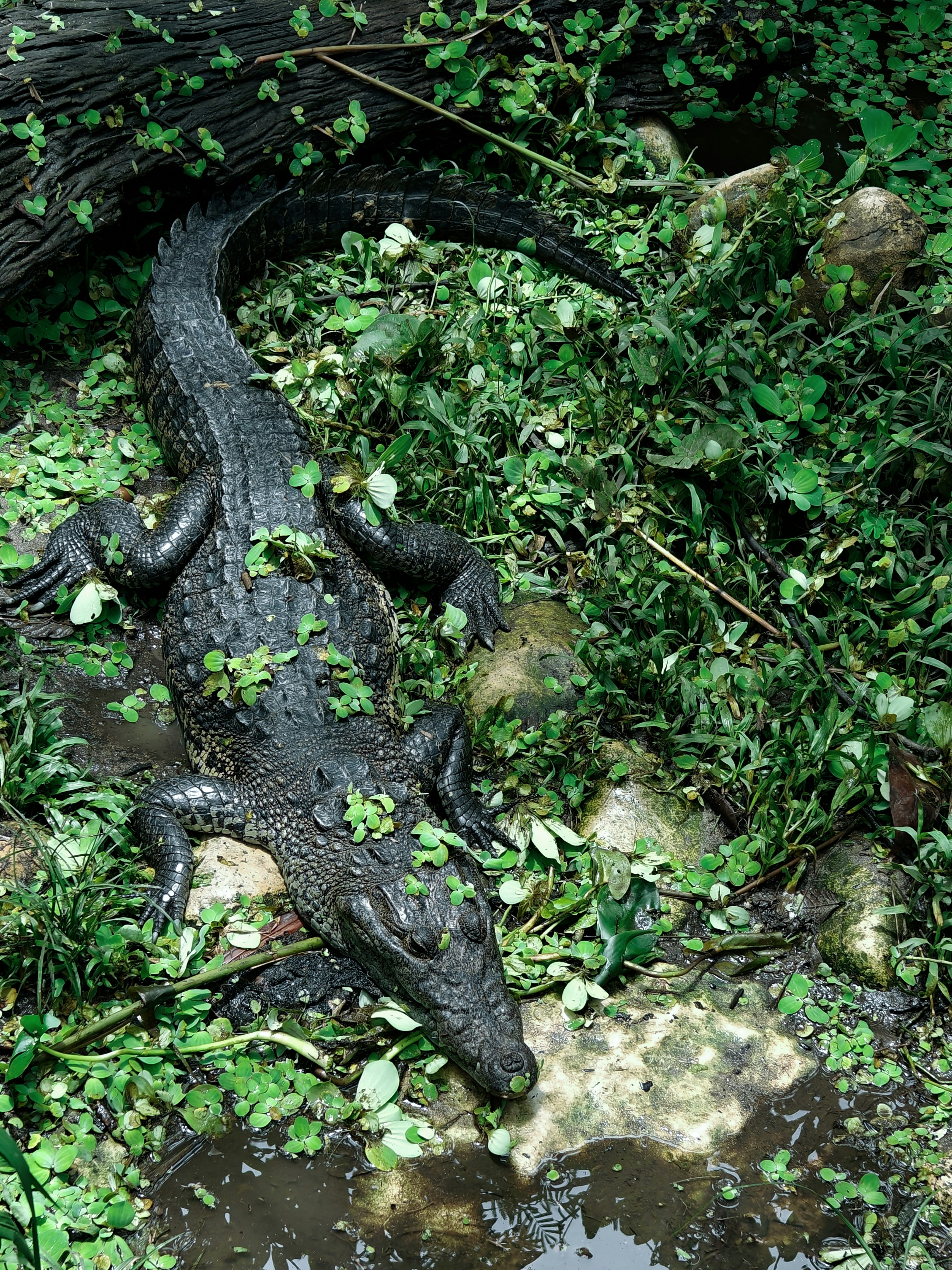 Nile crocodile hunt Zimbabwe river bank, massive reptile, dark muddy water, overcast dramatic sky