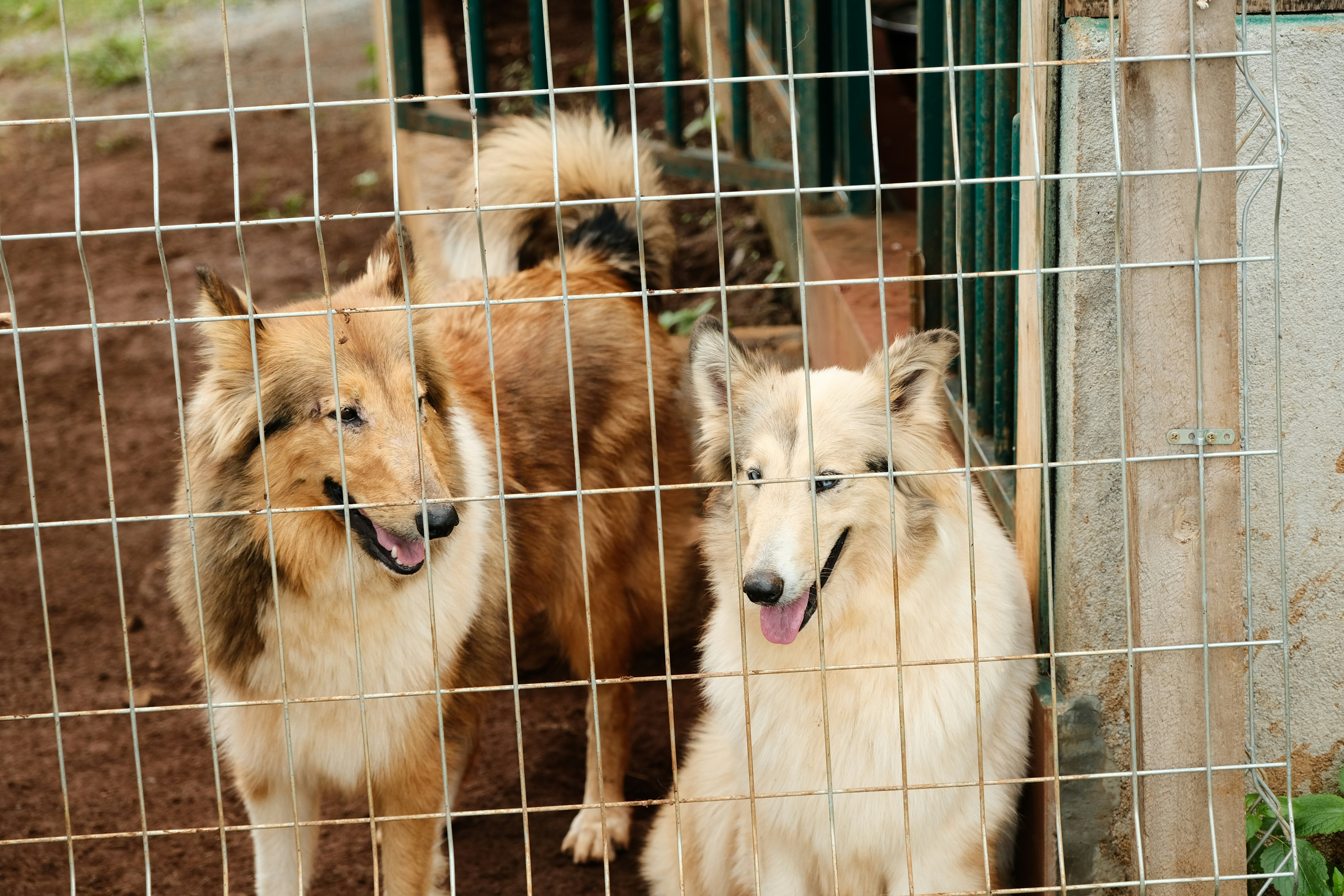 Dogs behind fence