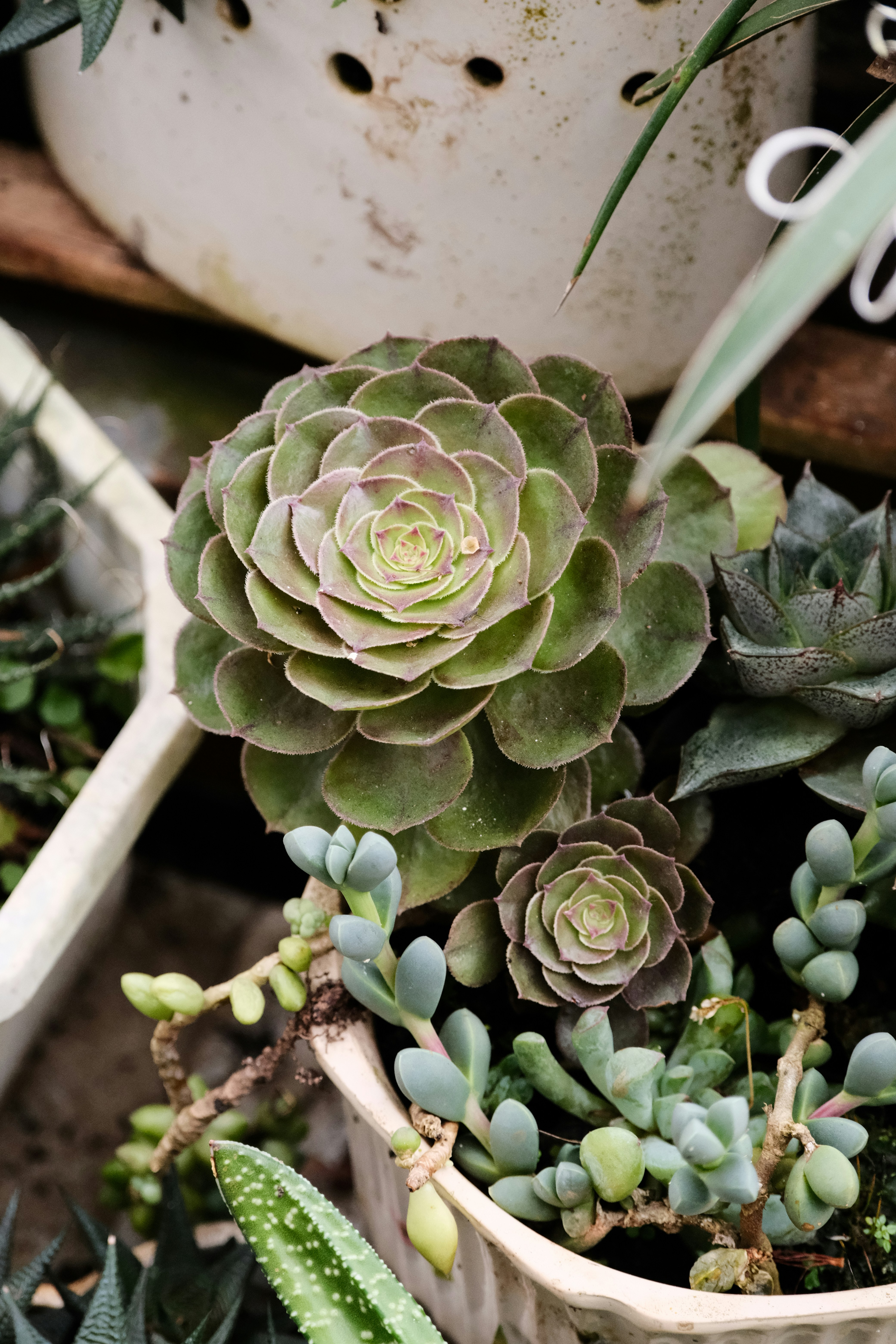 Las suculentas florecen en una maceta oscura. foto – Imagen de Víveres  gratuita en Unsplash, image size:3000x4500