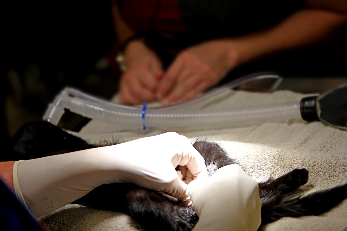 Cirugía de esterilización felina con instrumental estéril en pabellón veterinario