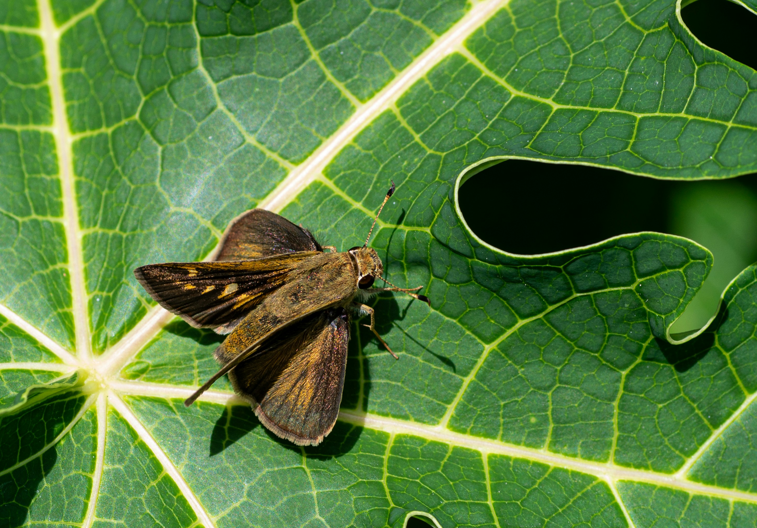 Oxygen Levels That Changed Everything (image credits: unsplash)