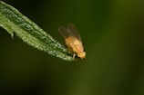 A bug sitting on top of a green leaf