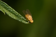 A bug sitting on top of a green leaf