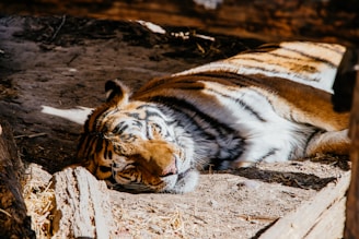 A tiger laying on the ground in a zoo